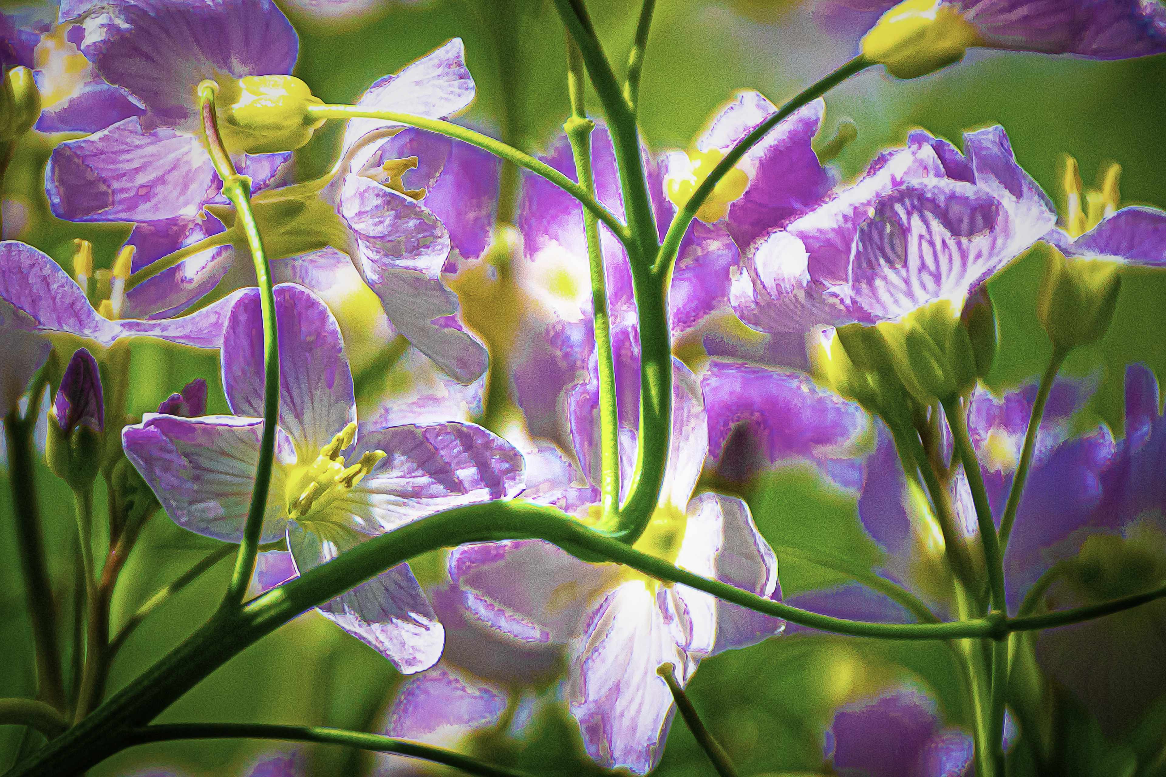 Spring Wild Flowers