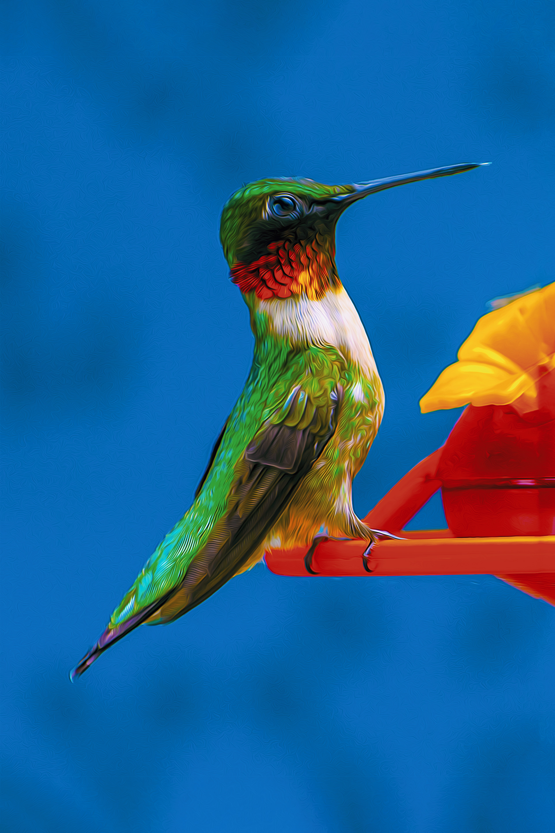 Male Hummingbird Tongue Out