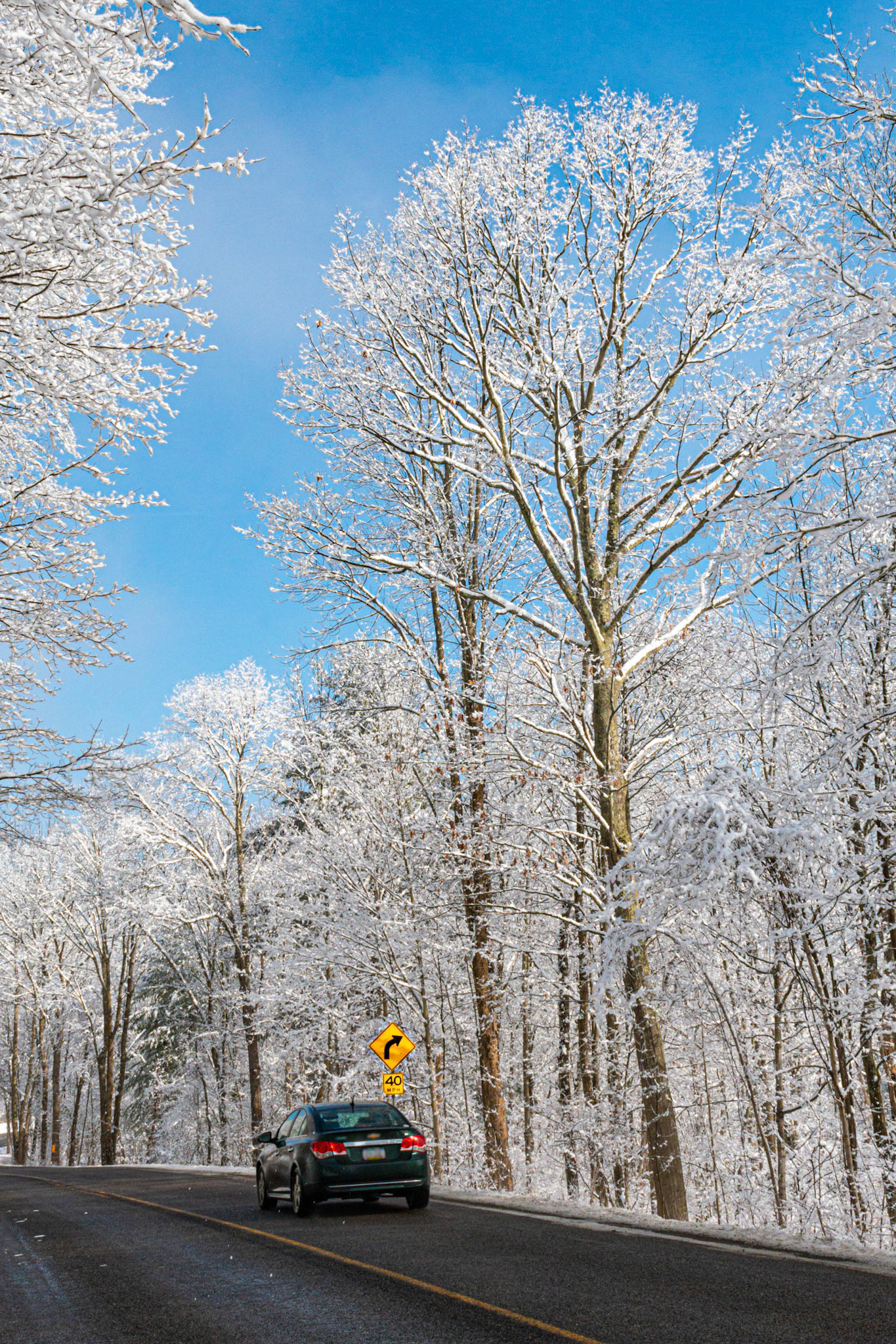 Tall Snow Coverd Trees and Car