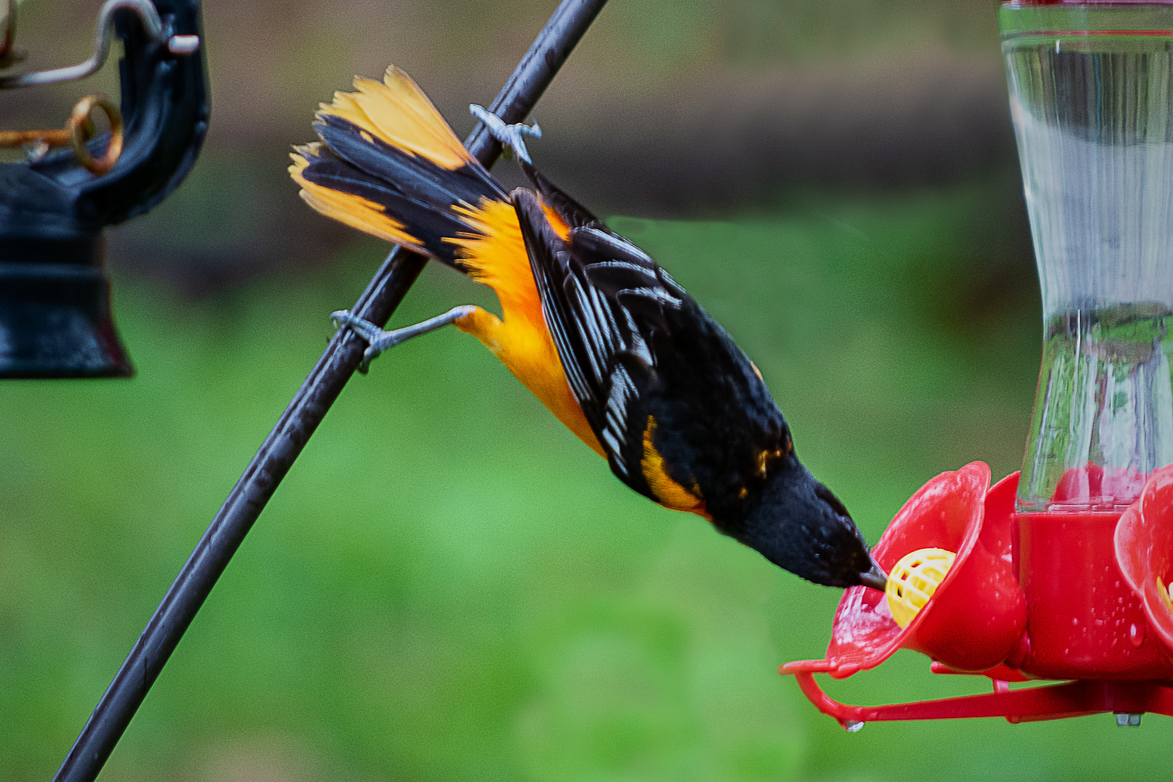 Baltimore Oriole
