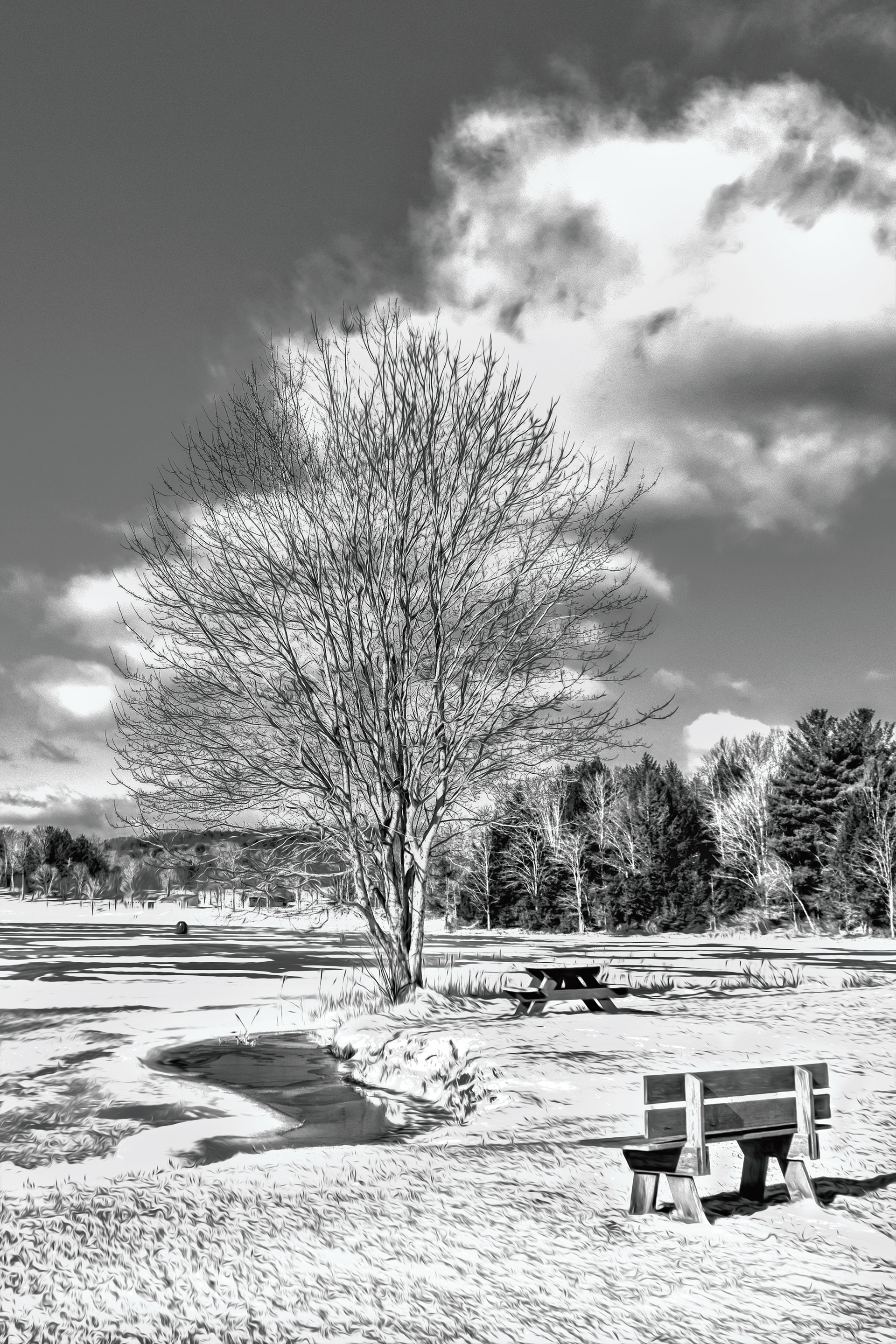 Snow Bench Tree BW