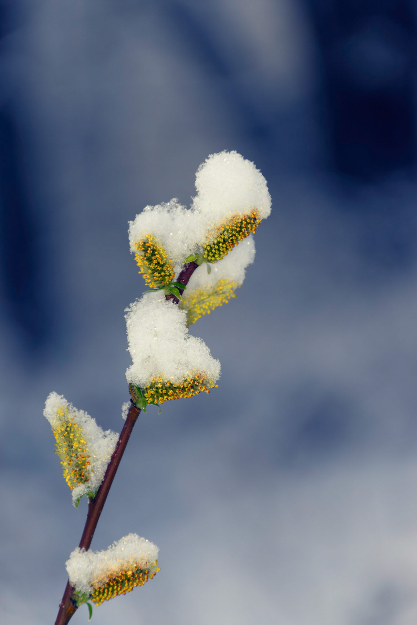 Spring Snow on Pussy Willow Buds