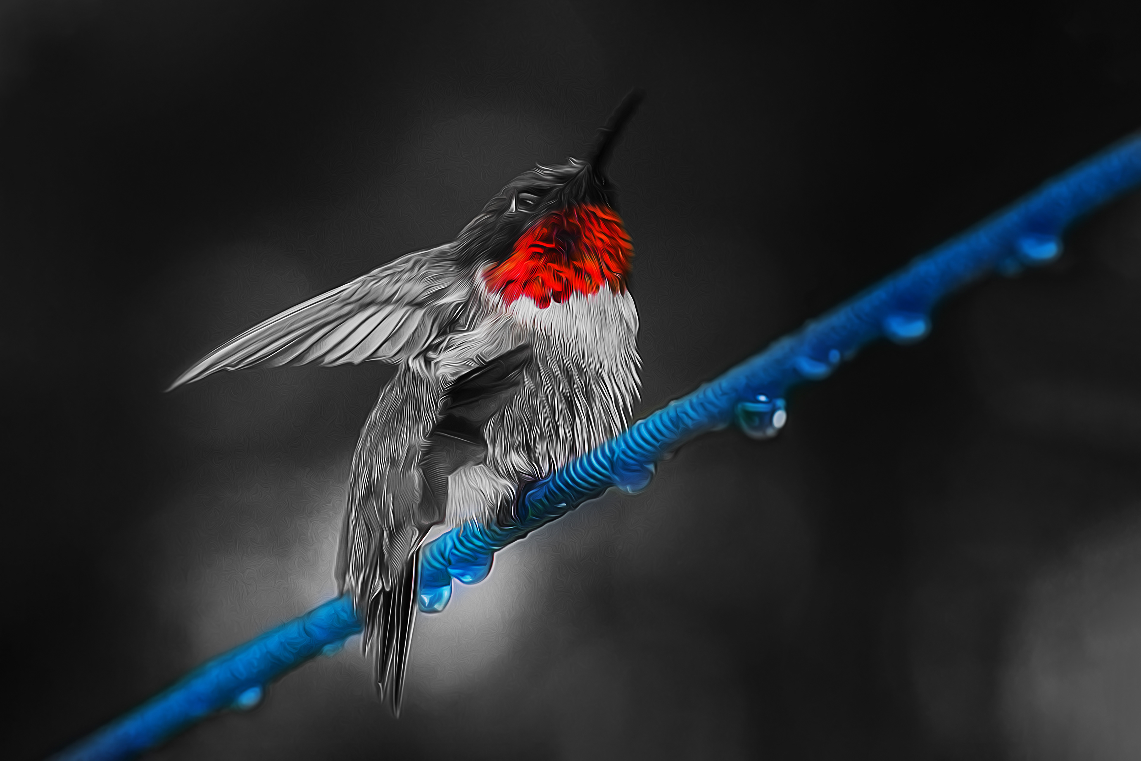 Male Hummingbird on Wire in Rain Red & Blue Only