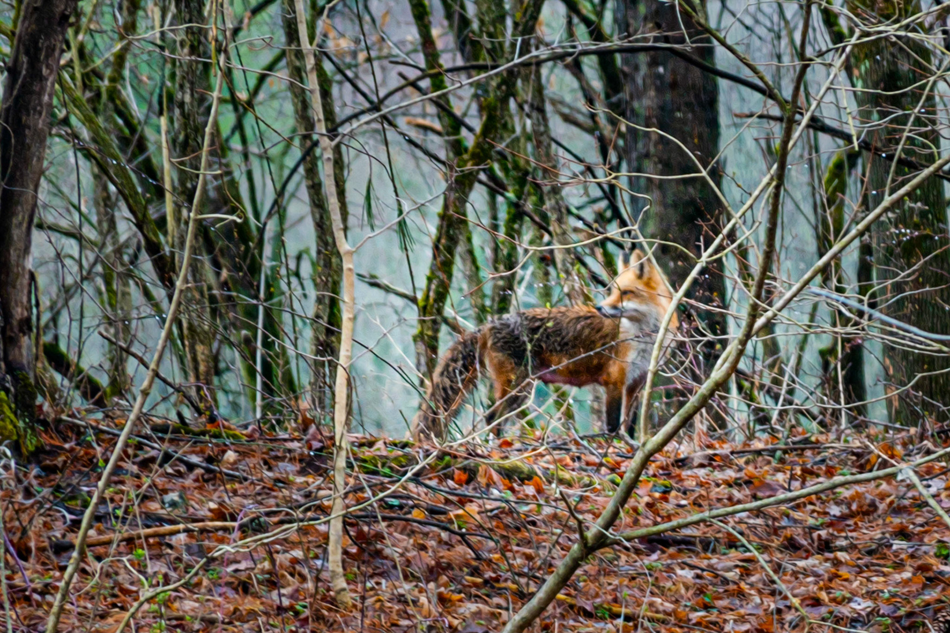 Red Fox Looking Back