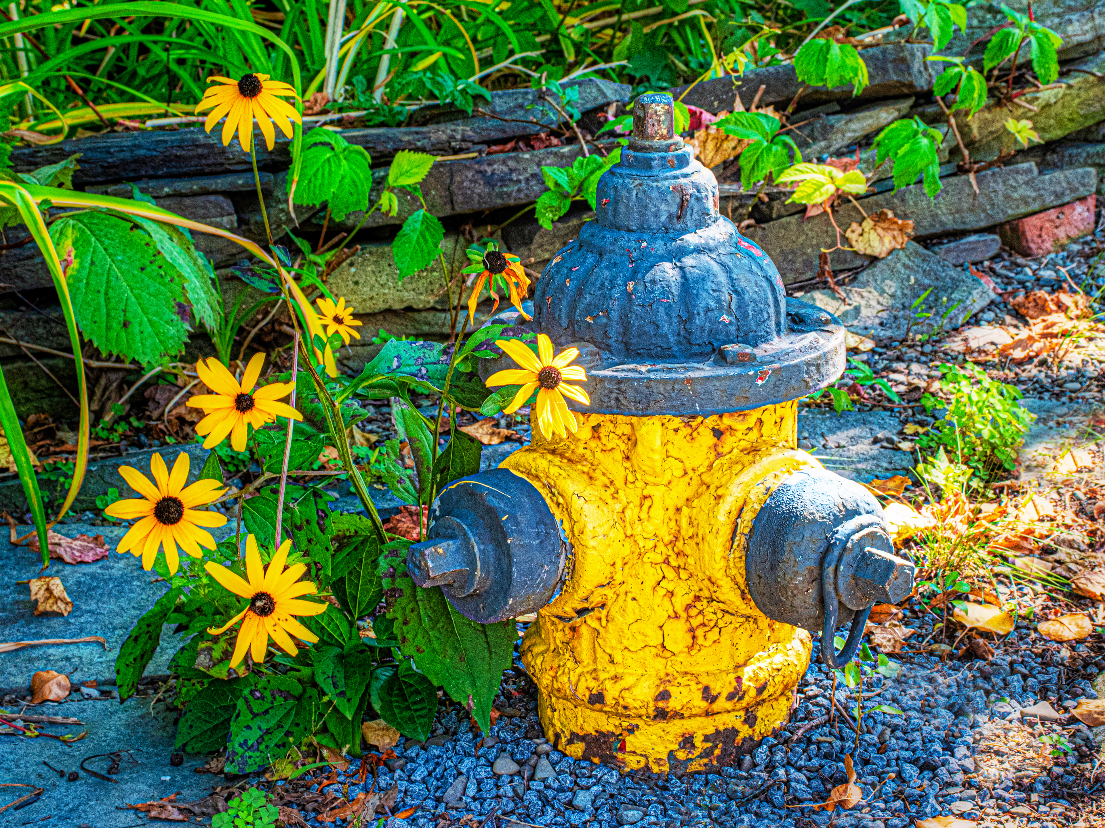Fire Plug & Flowers