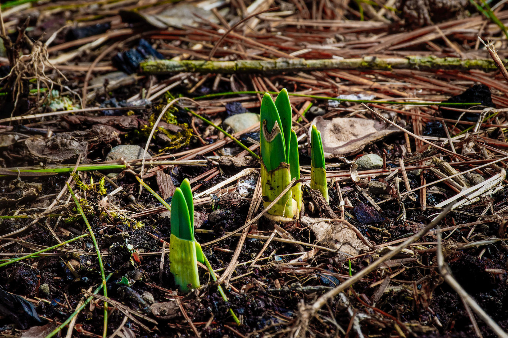 Group of Spring Flowers Emerge