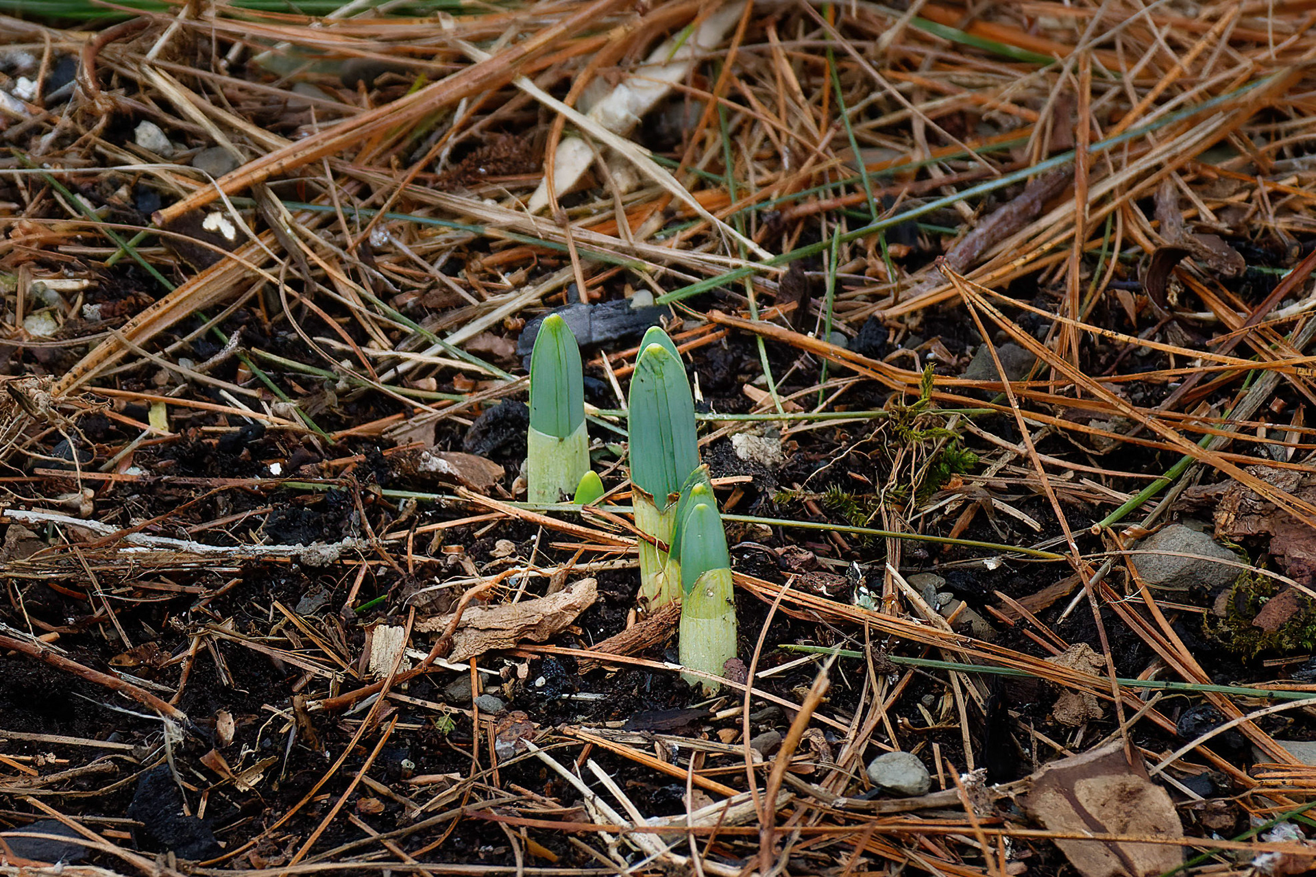 First Sign of Spring in our Garden