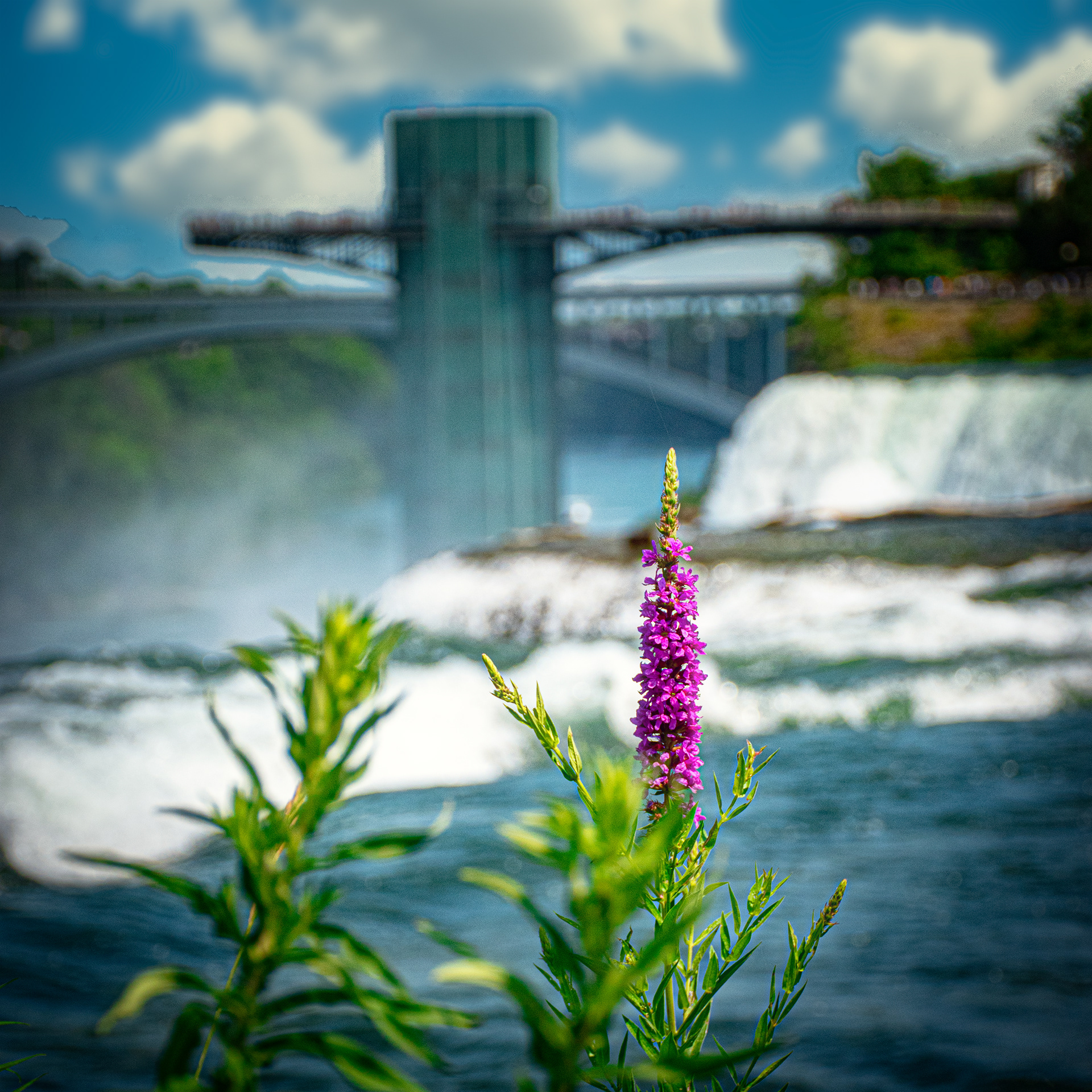 Flower at the Falls