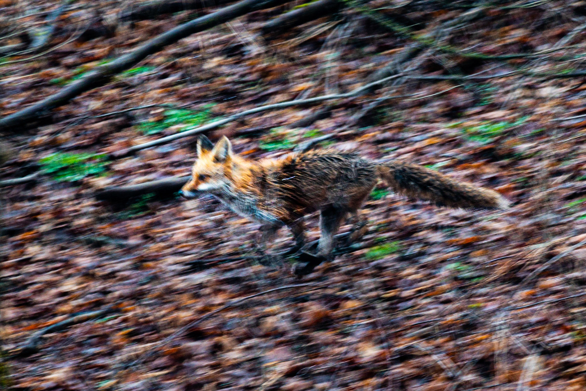 Fox Running in Woods