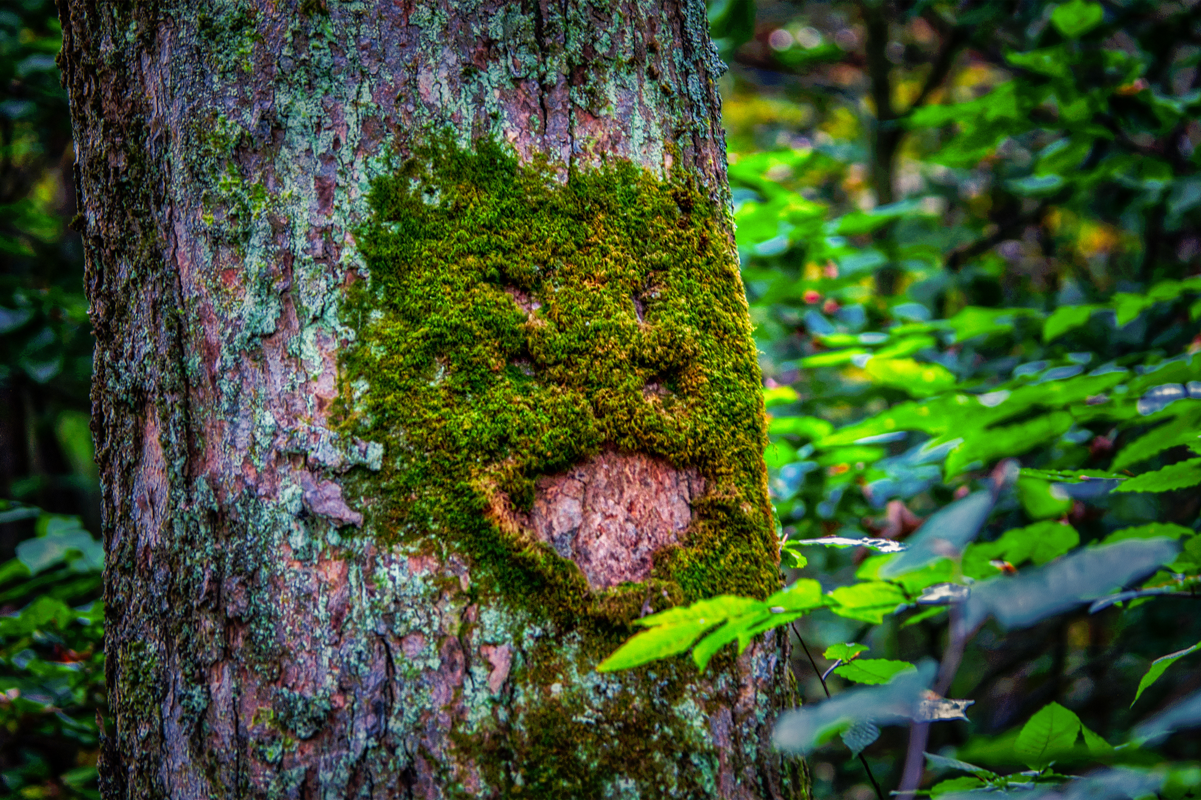 Scary Moss Face