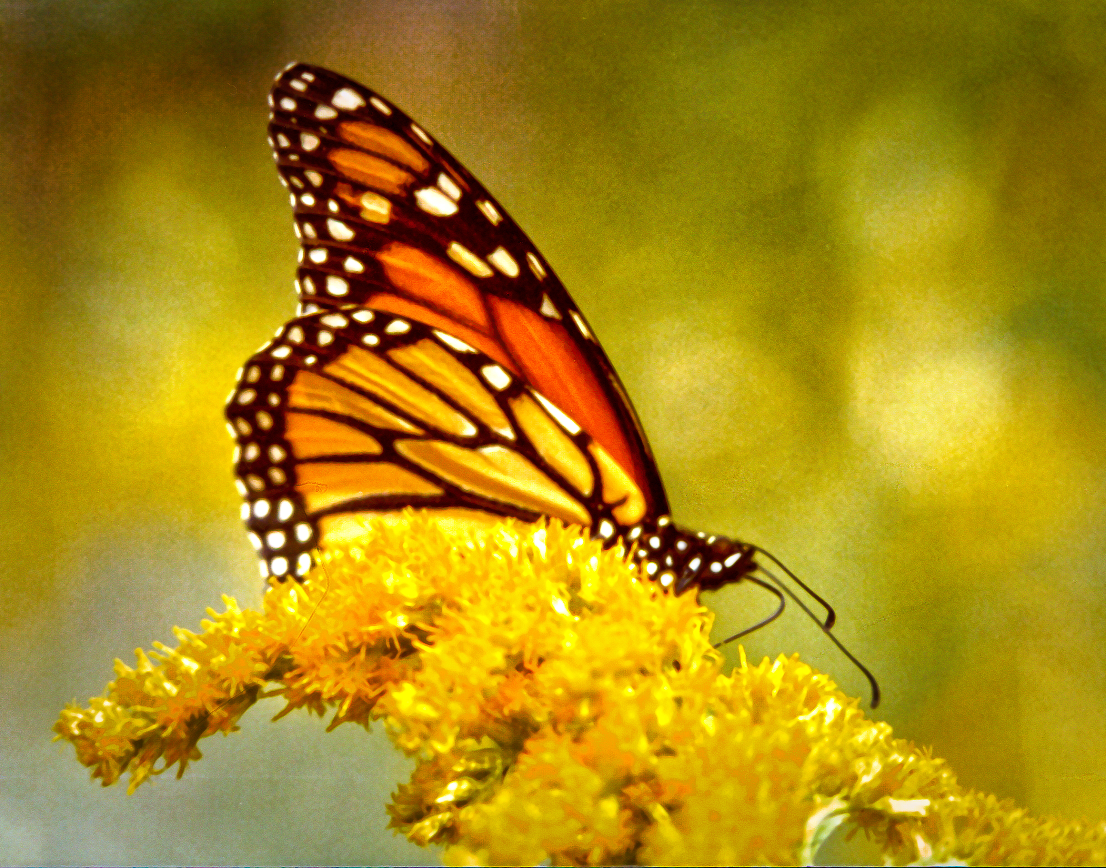 Monarch Side