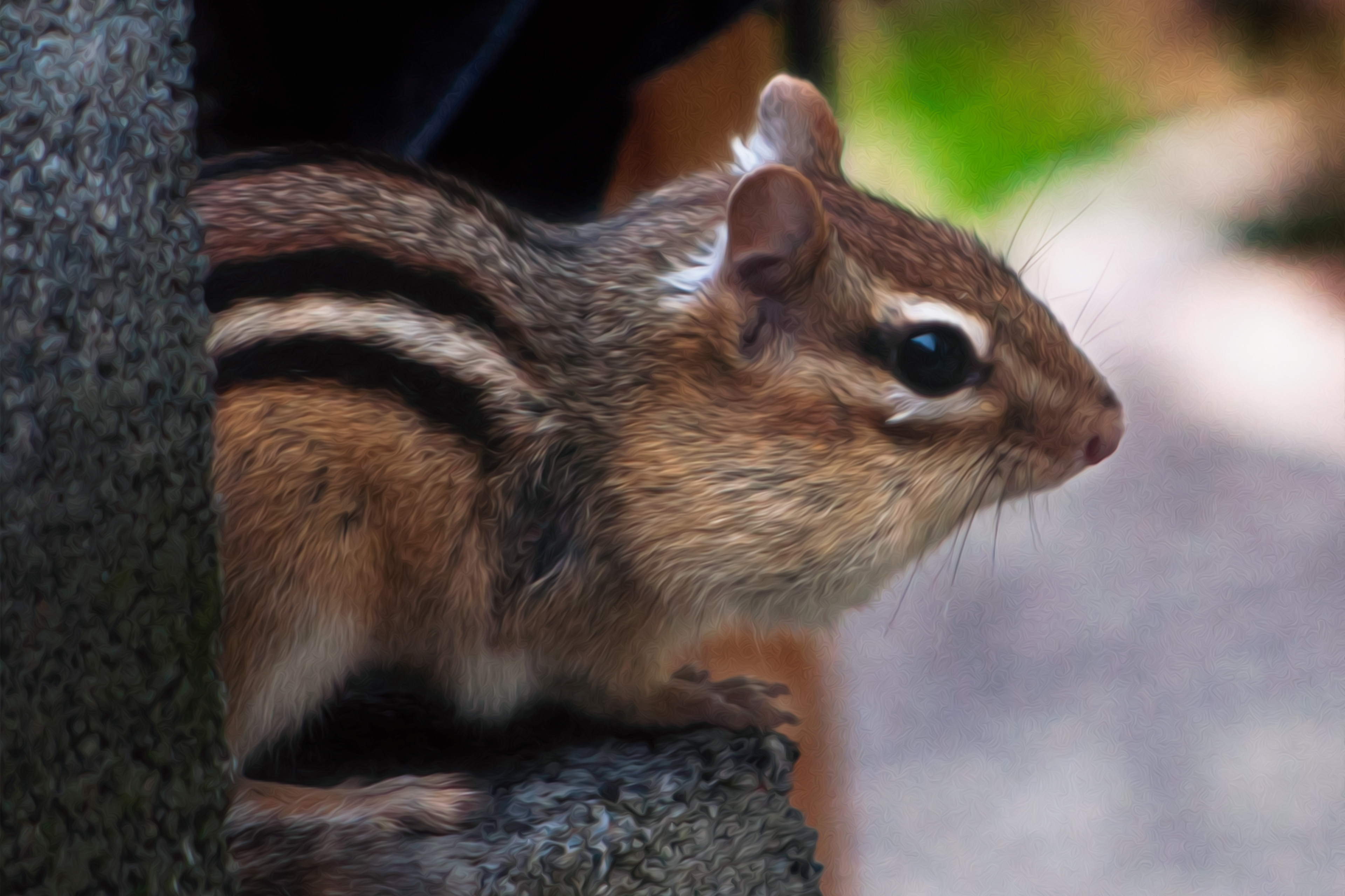 Chipmunk in Cinder Block