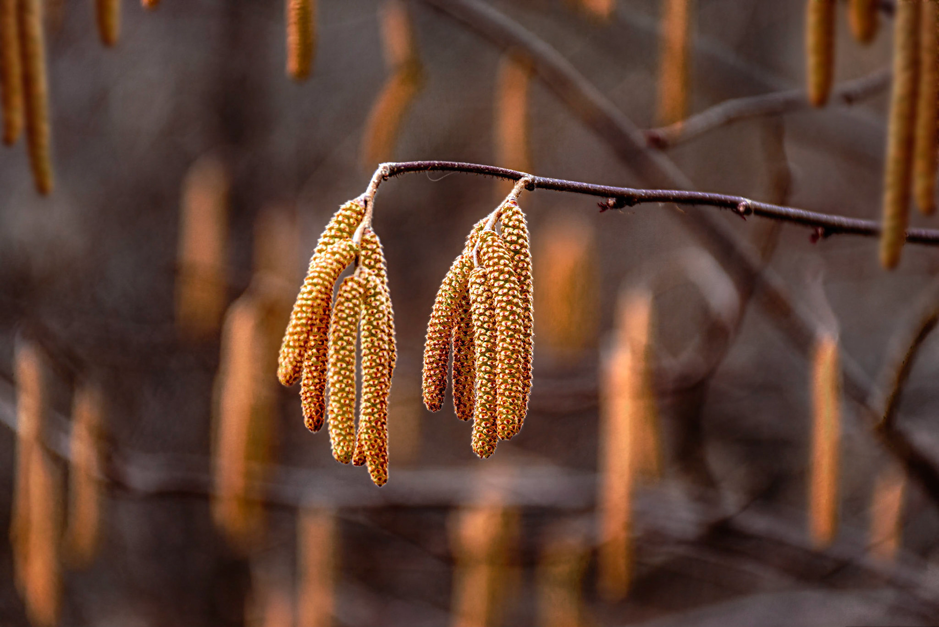 Brown Catkins in Spring