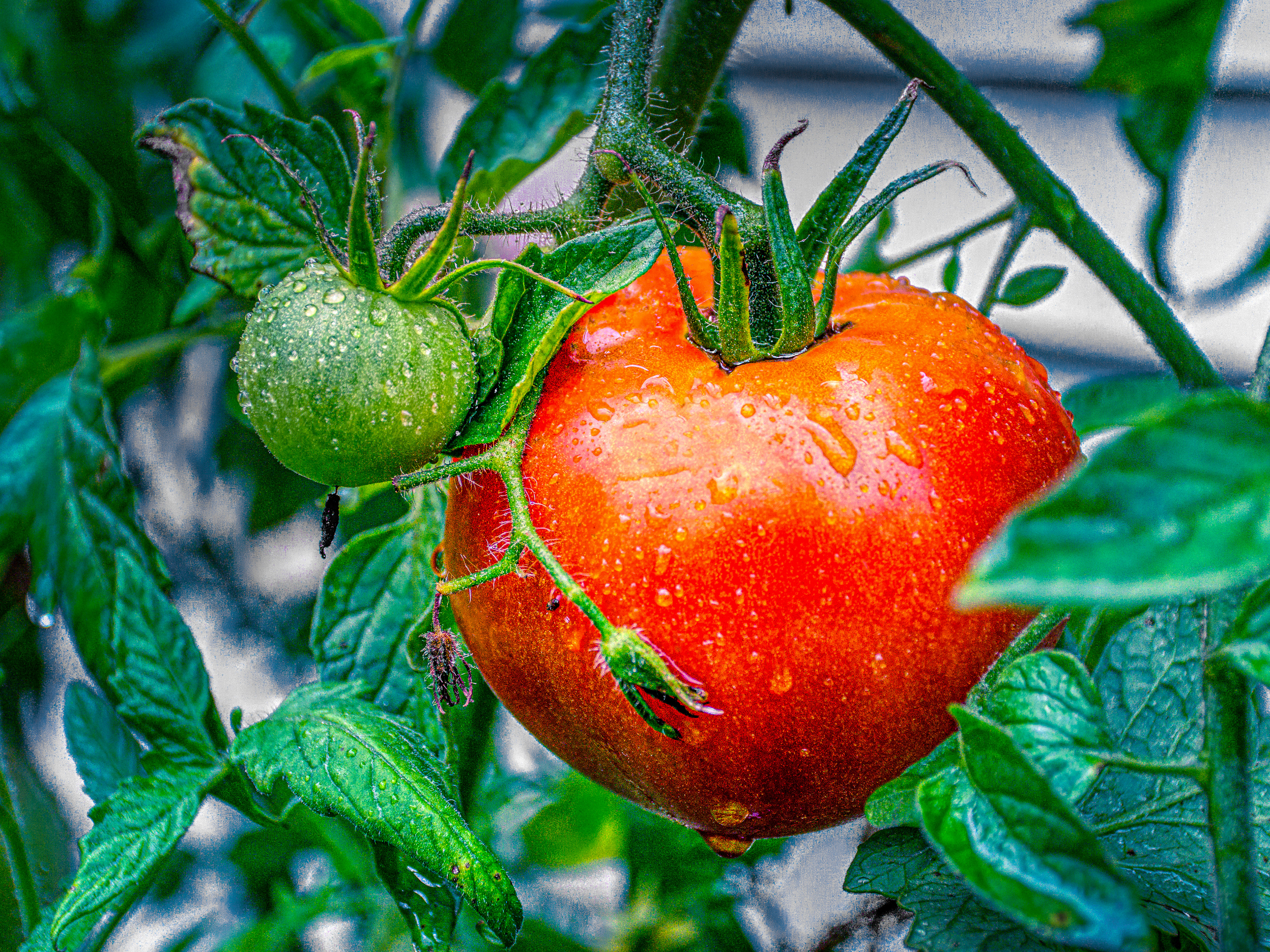 Red & Green Tomatoes