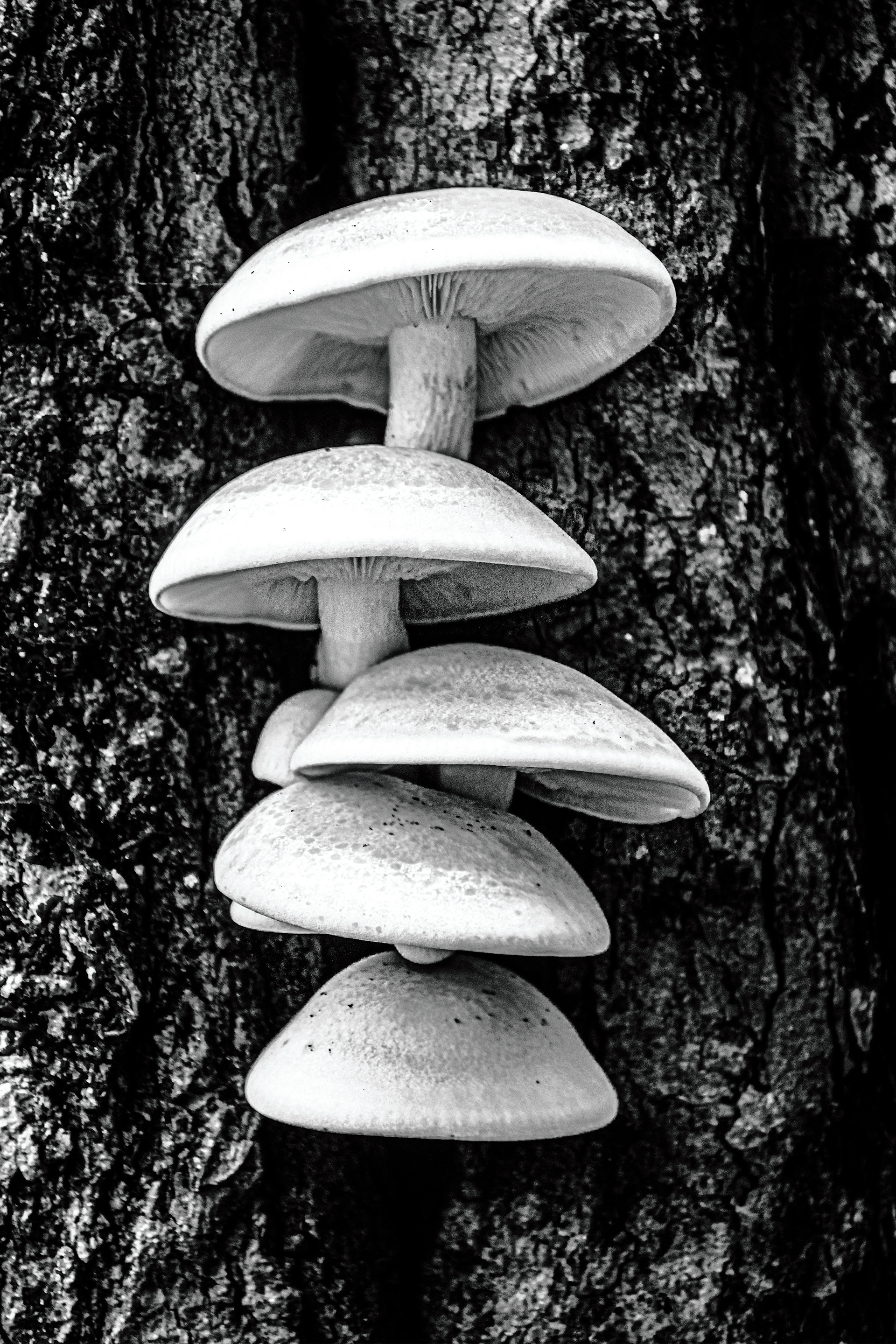 Mushroom Highrise