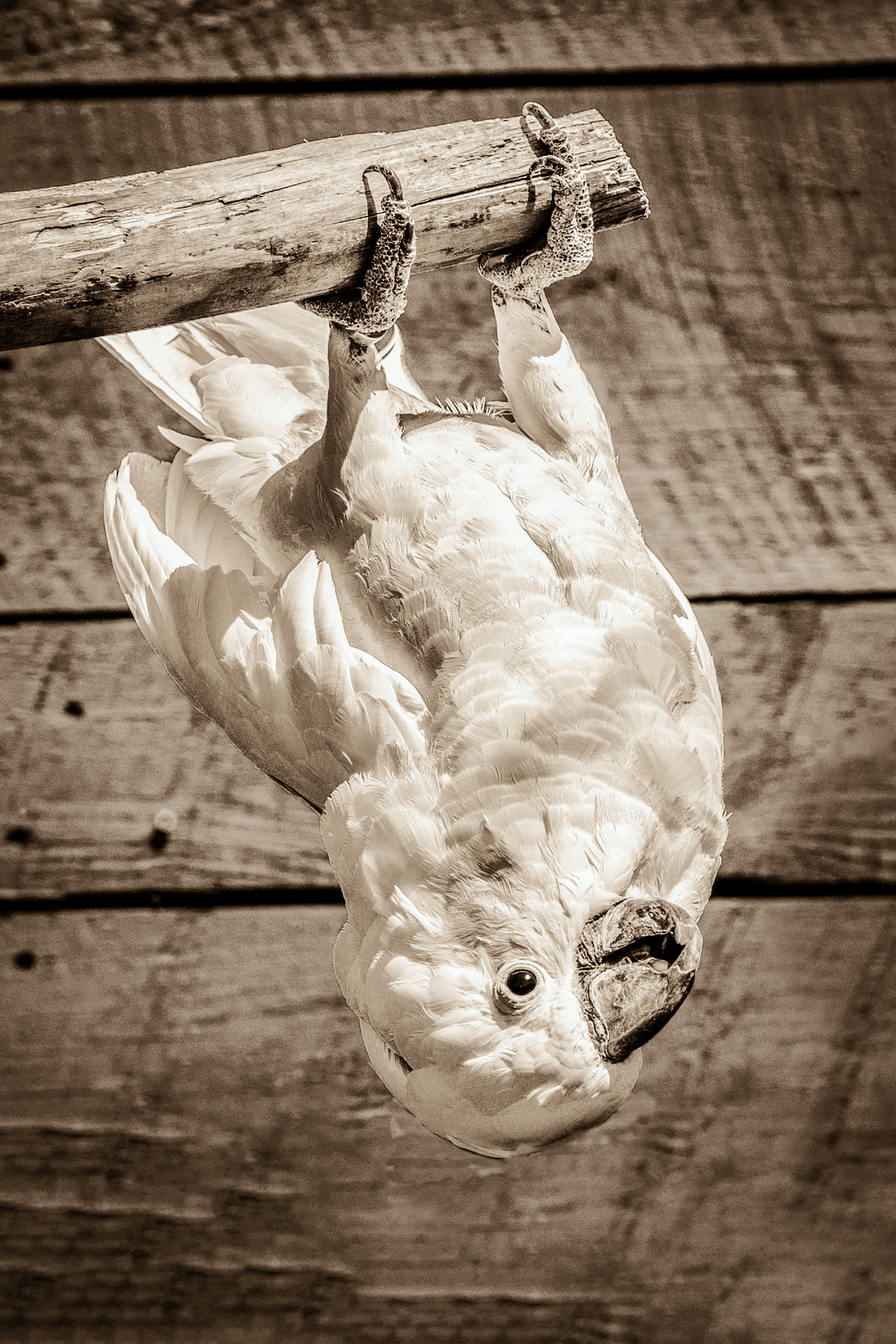 Upside Down Sepia