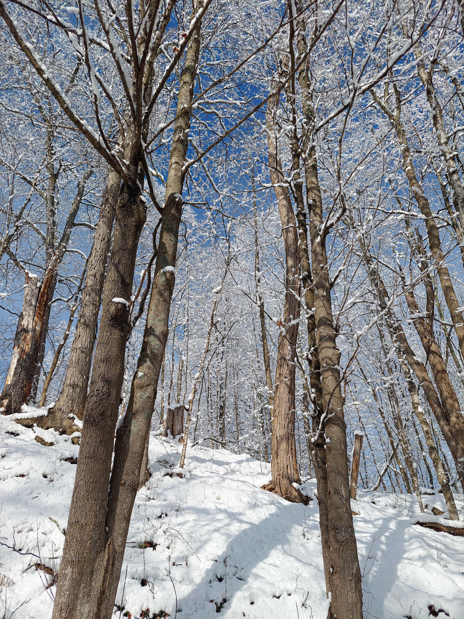 Snow Covered Trees and Blue Sky