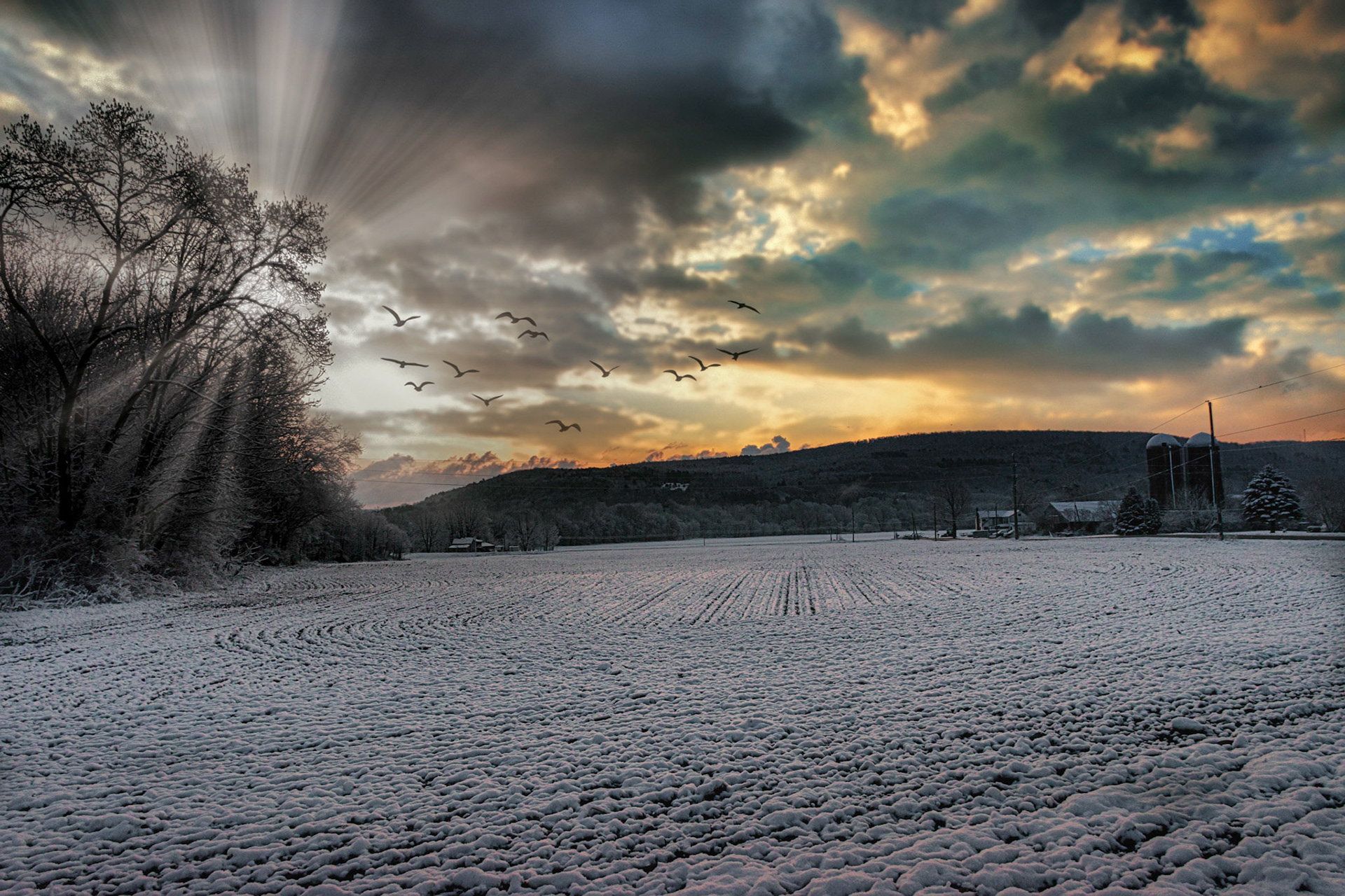 Sunrise over Field with Birds