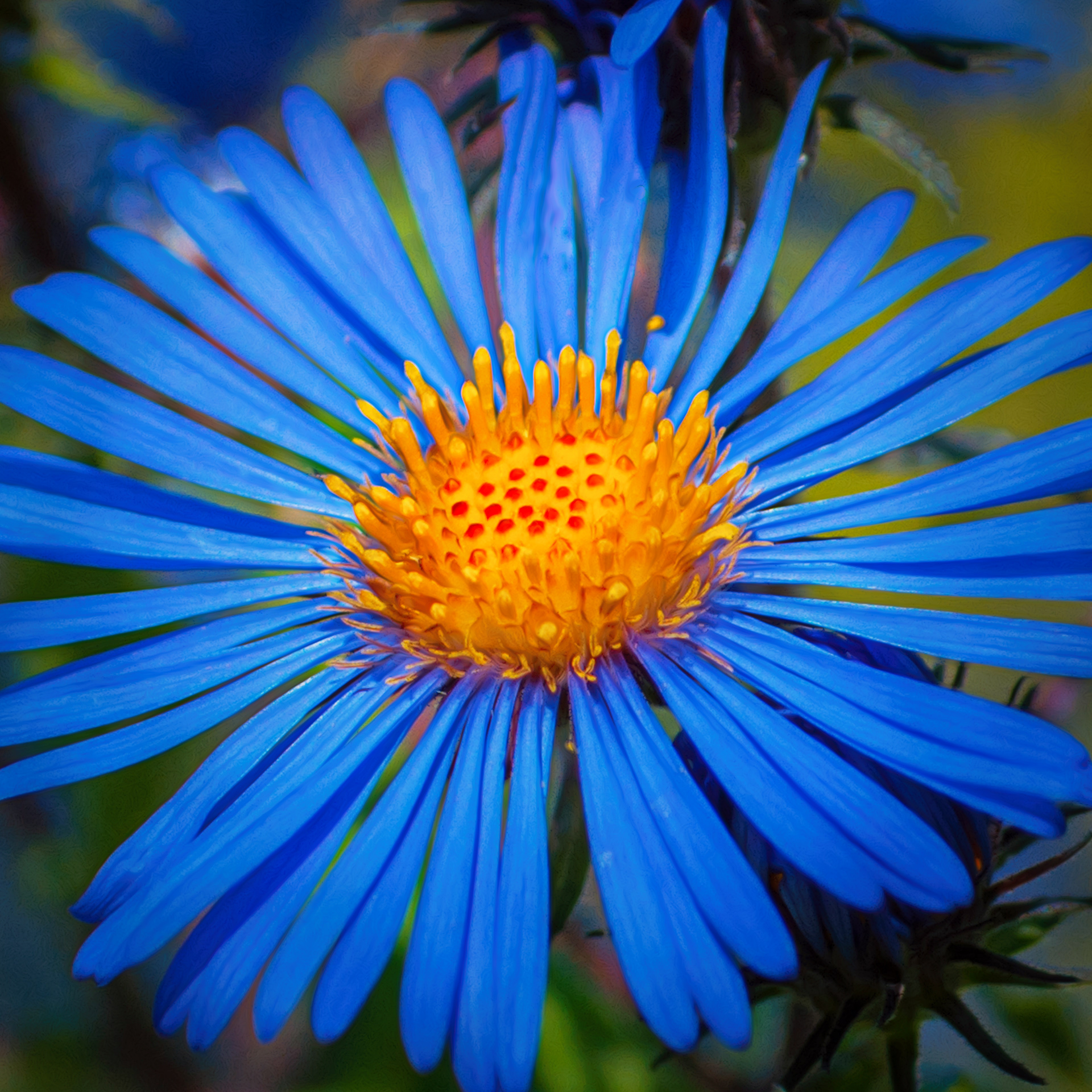 Blue Yellow Red Flower