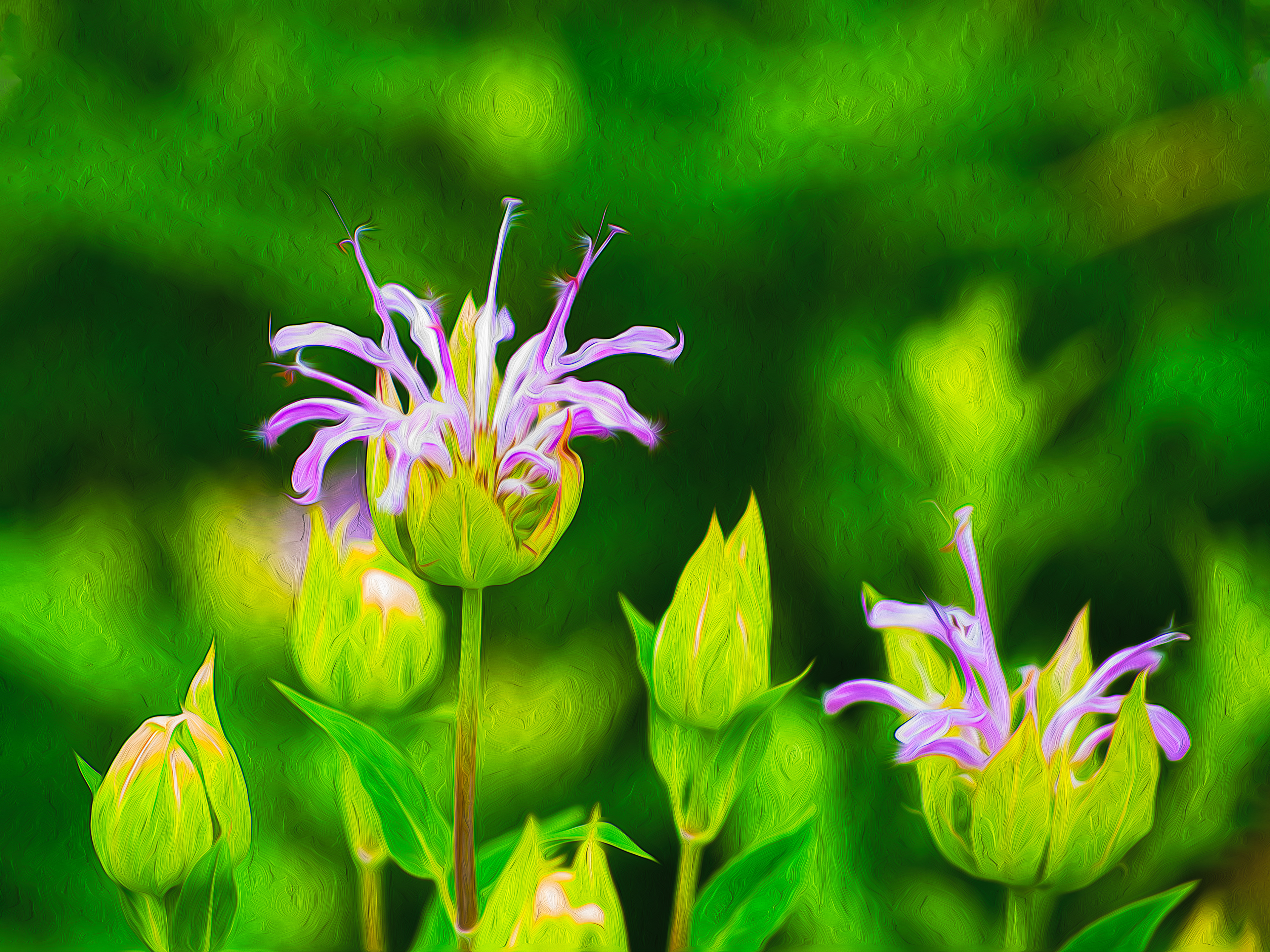 Small Blossoms in Morning