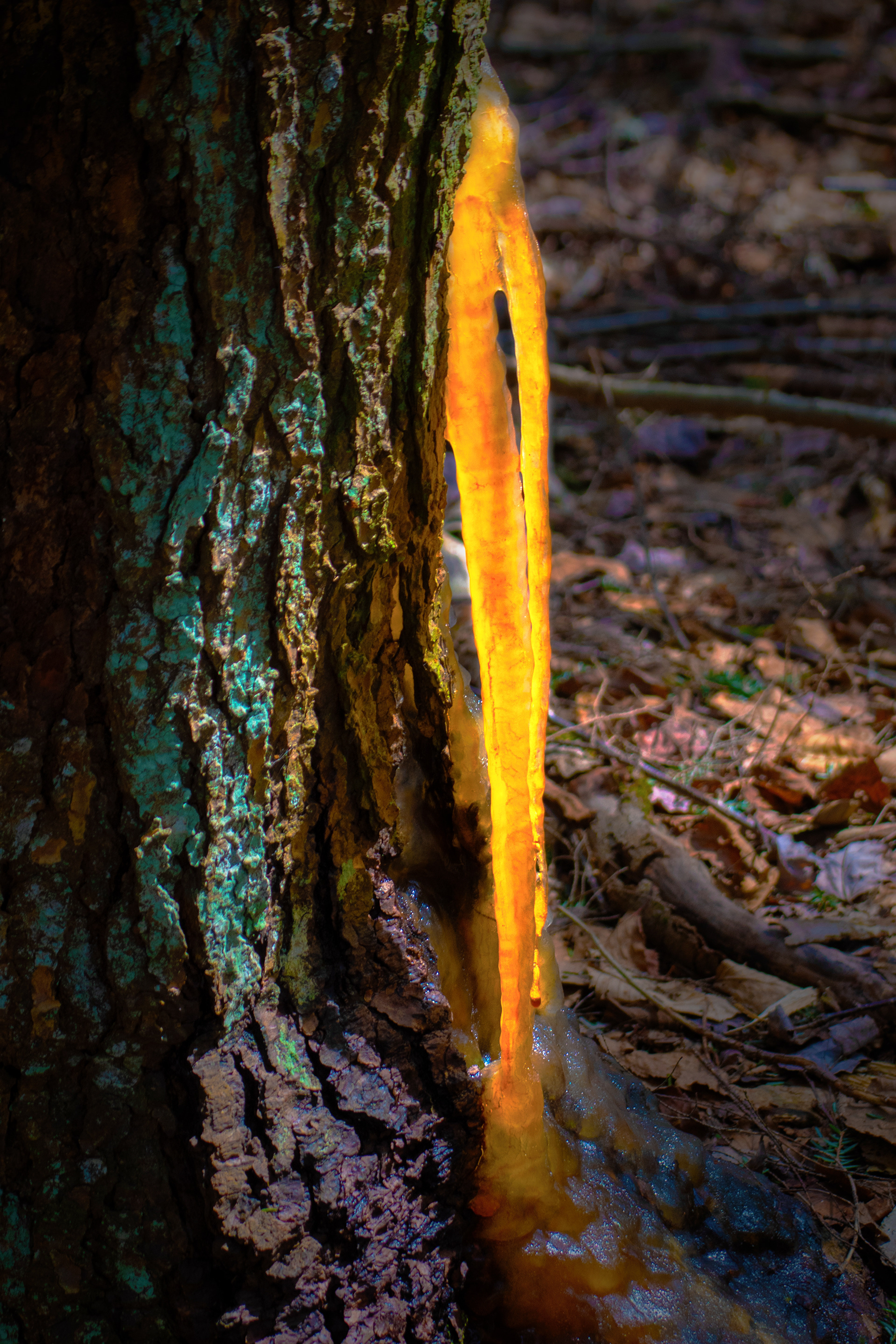 Backlit Tree Sap