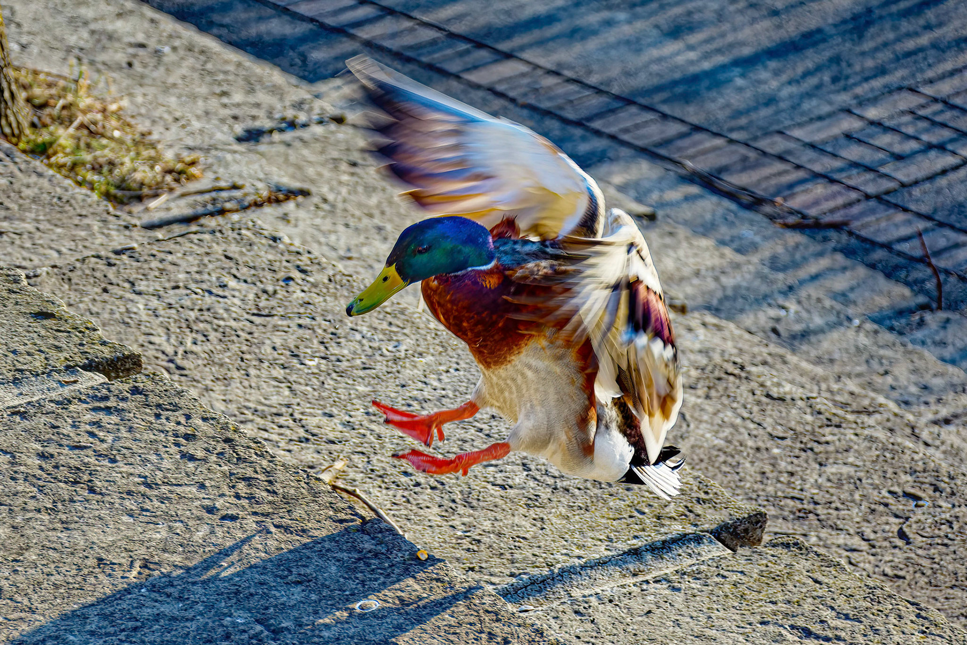 Mallard Drake Landing on Steps