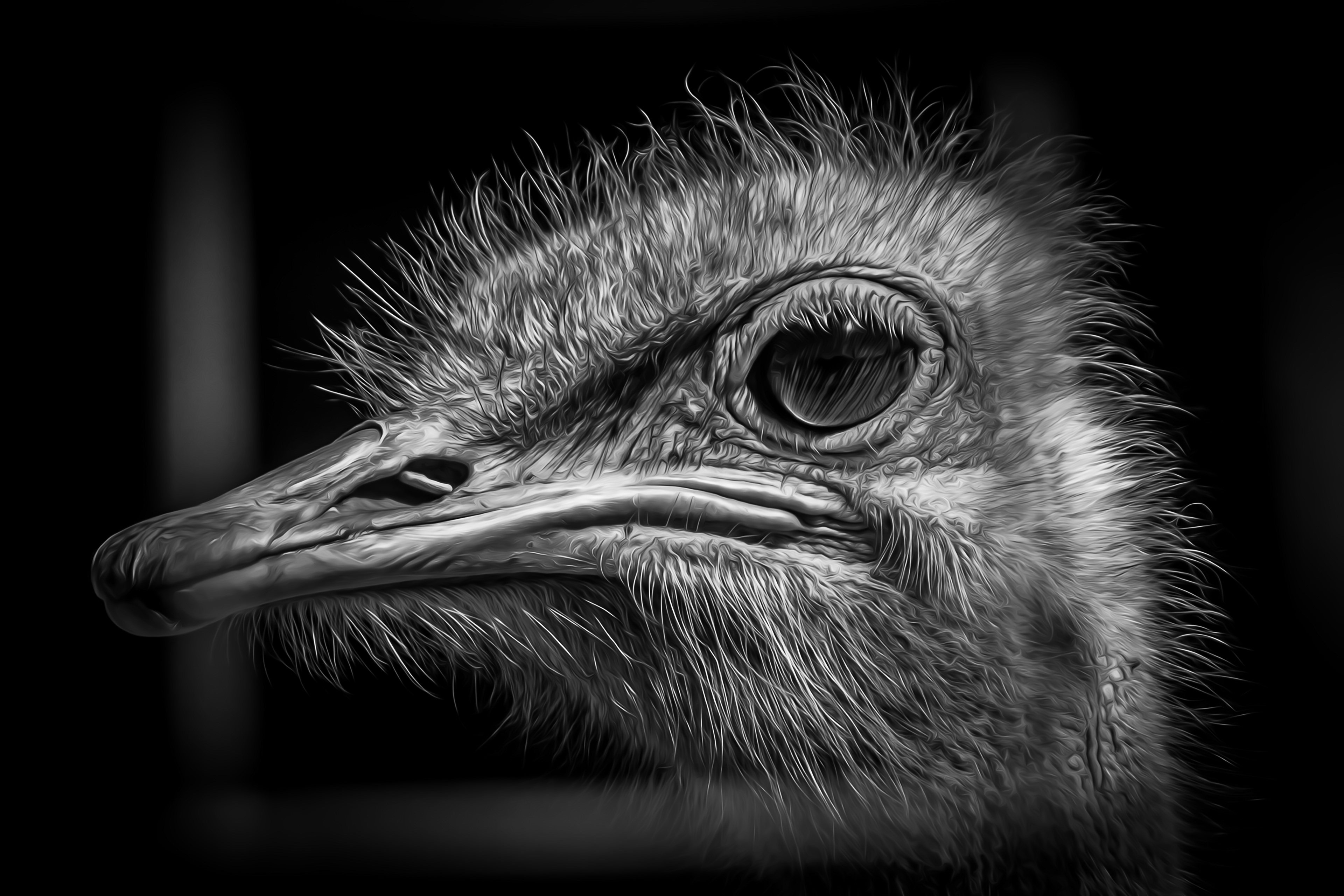 Ostrich Closeup OP B&W