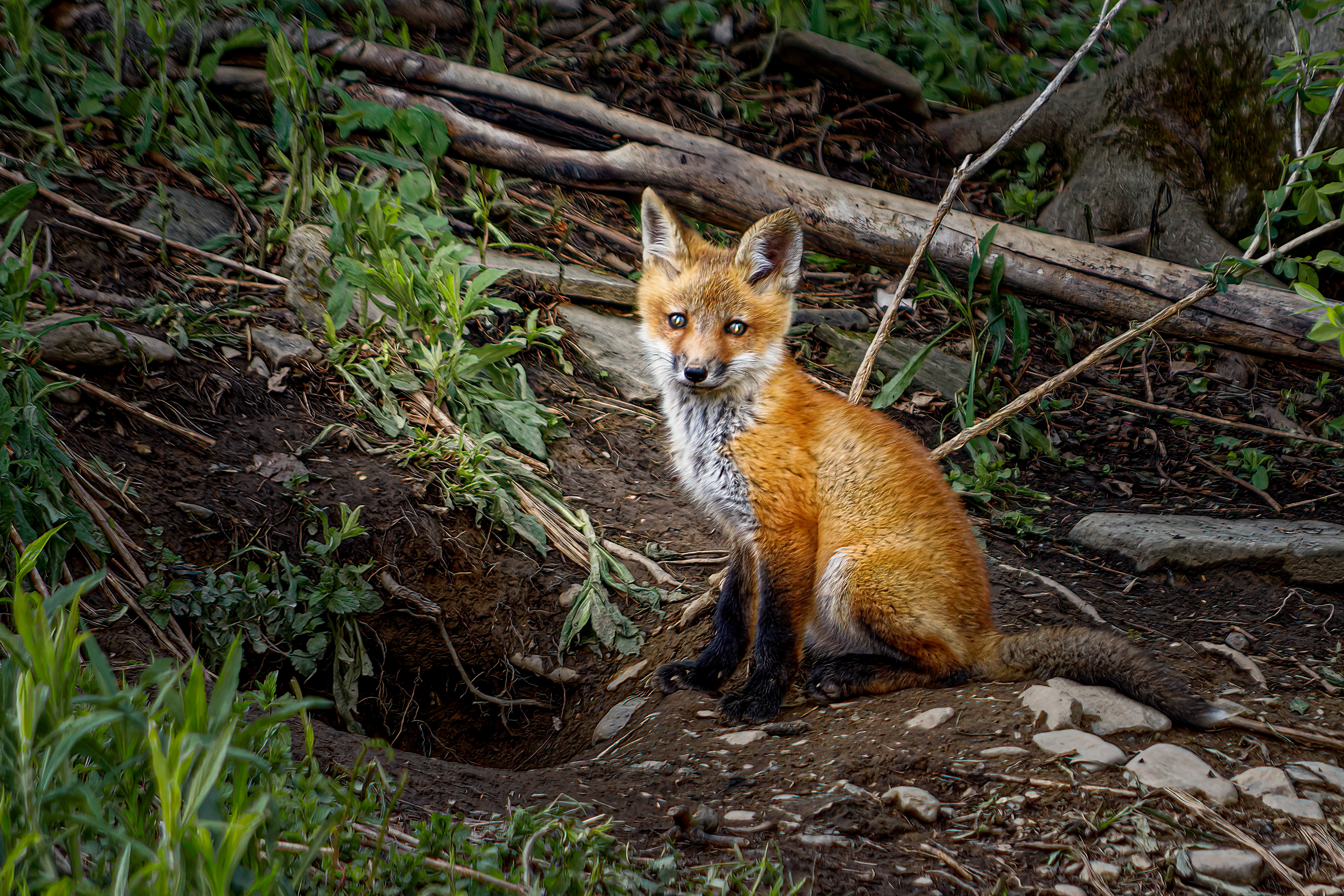 Fox Pup in Sunlight Outside Den