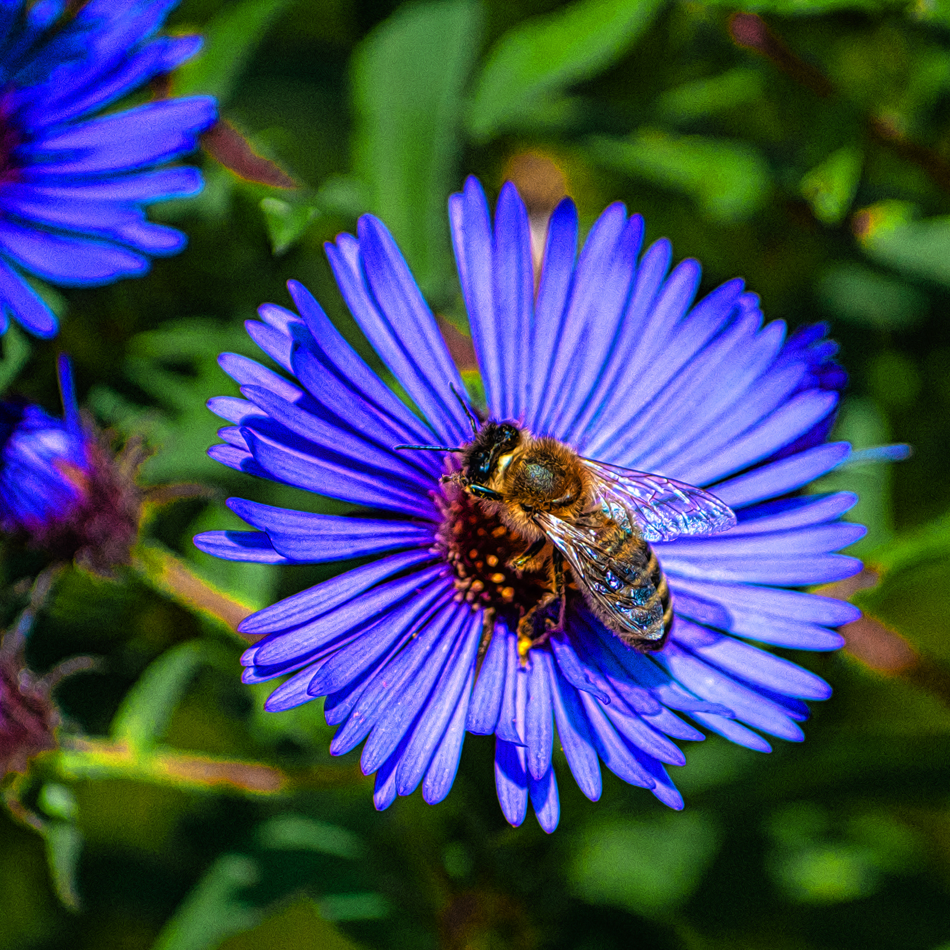 Bee Pollinating Flower