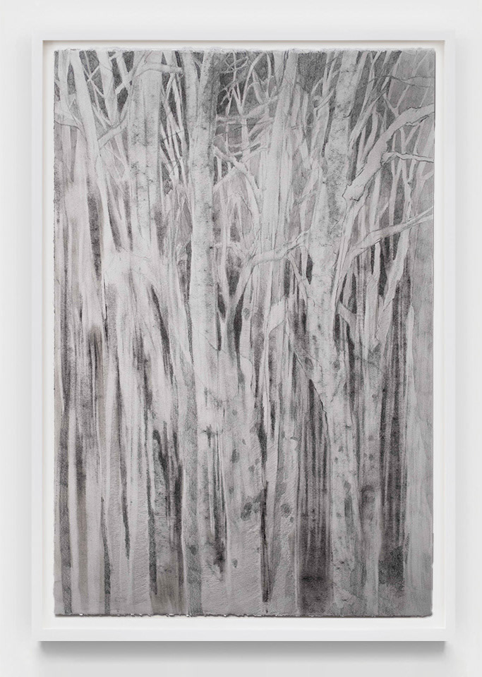 Field of Birches, 2025, graphite and charcoal on paper, 22 x 15in