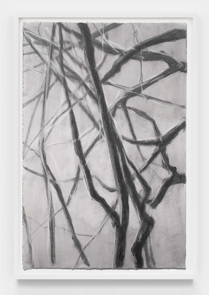 Branches II, 2025, graphite and charcoal on paper, 22 x 15in
