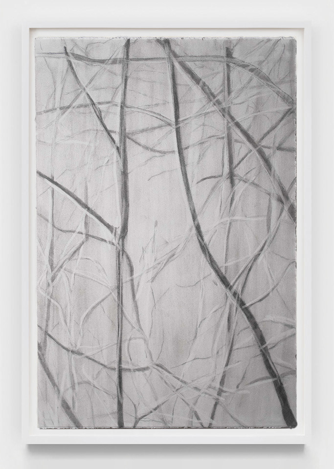 Branches I, 2025, graphite and charcoal on paper, 22 x 15in