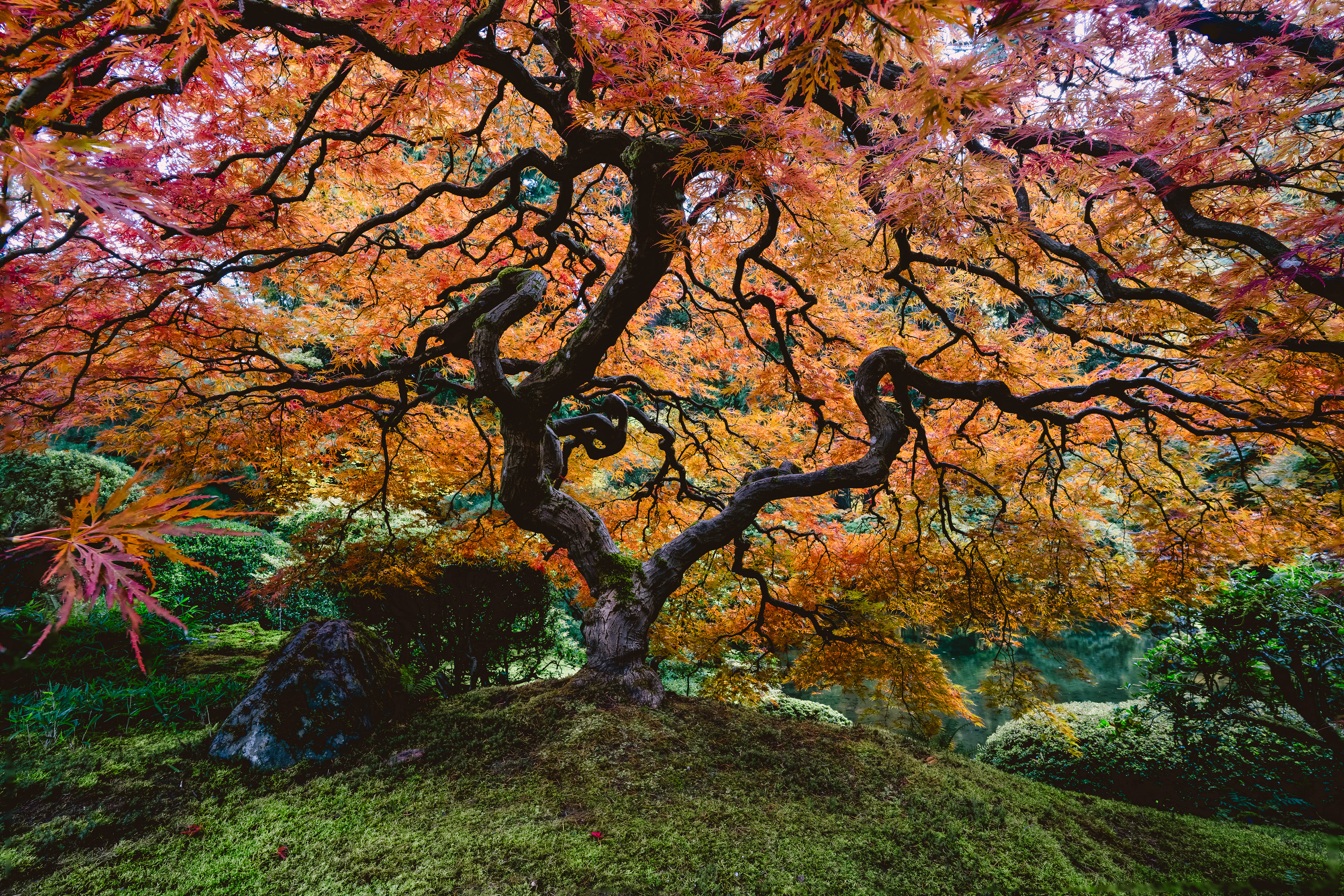 Fall colors on Japanese Maple Tree