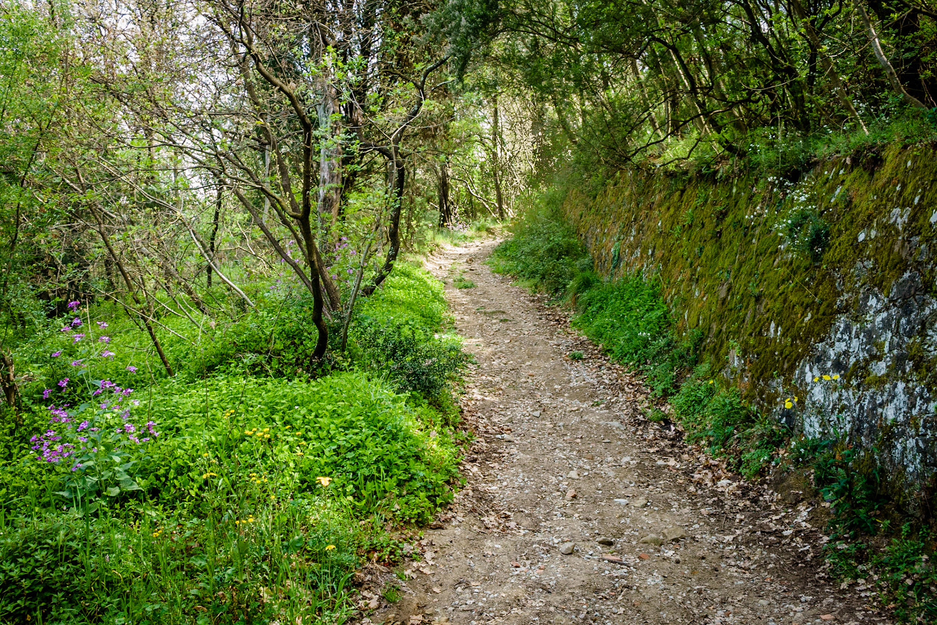 Trail to Montecatini Alto