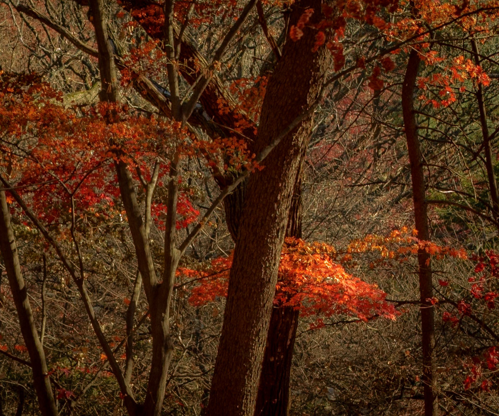 Changdeokgung Palace. Seoul.