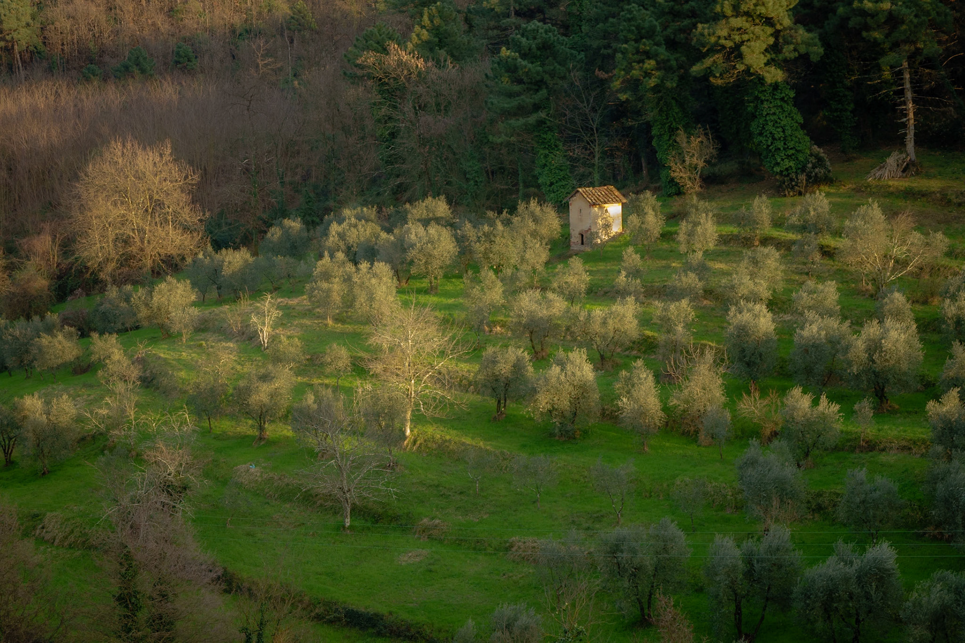 Olive Grove – Villa Montalbano