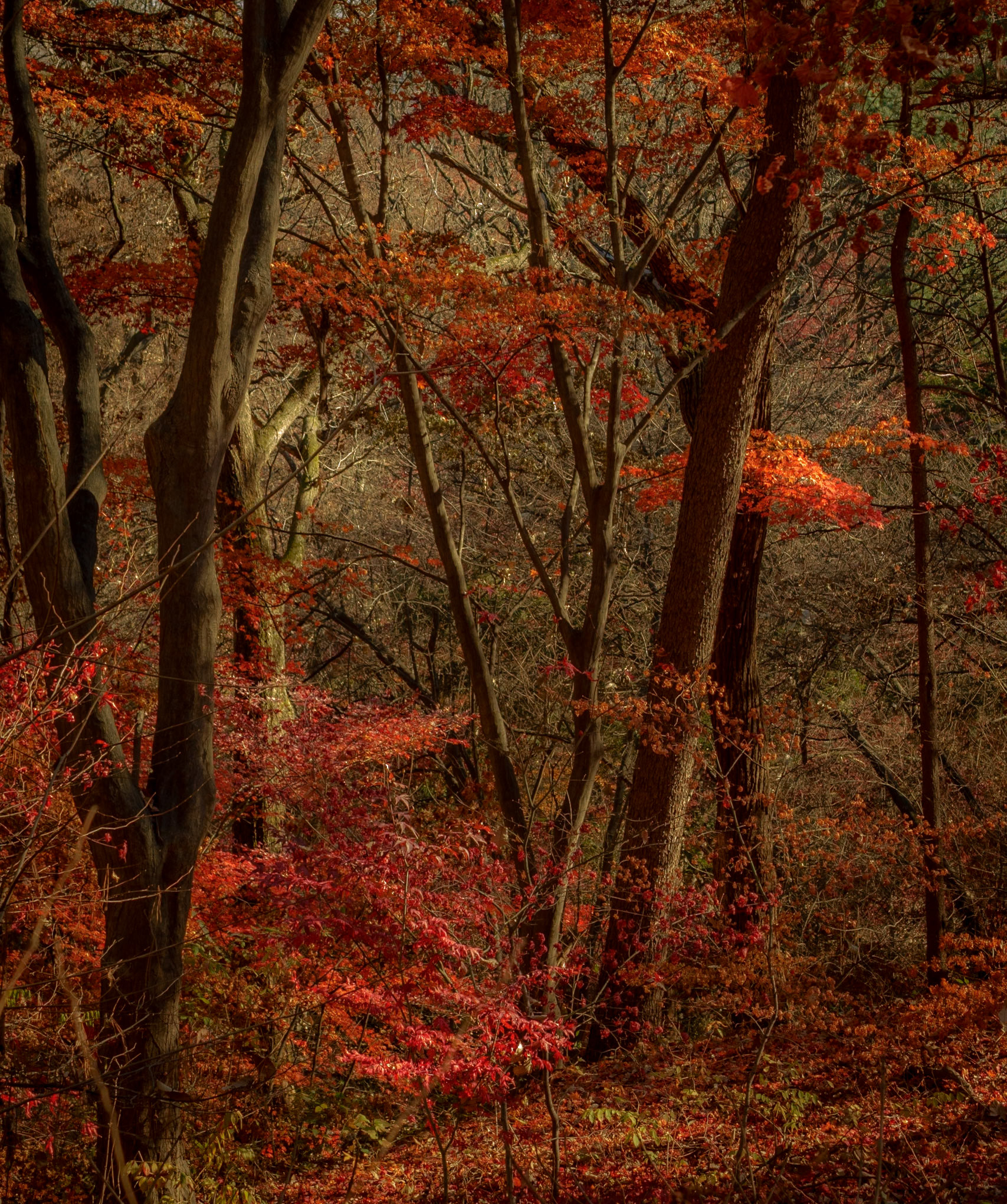 Changdeokgung Palace. Seoul.