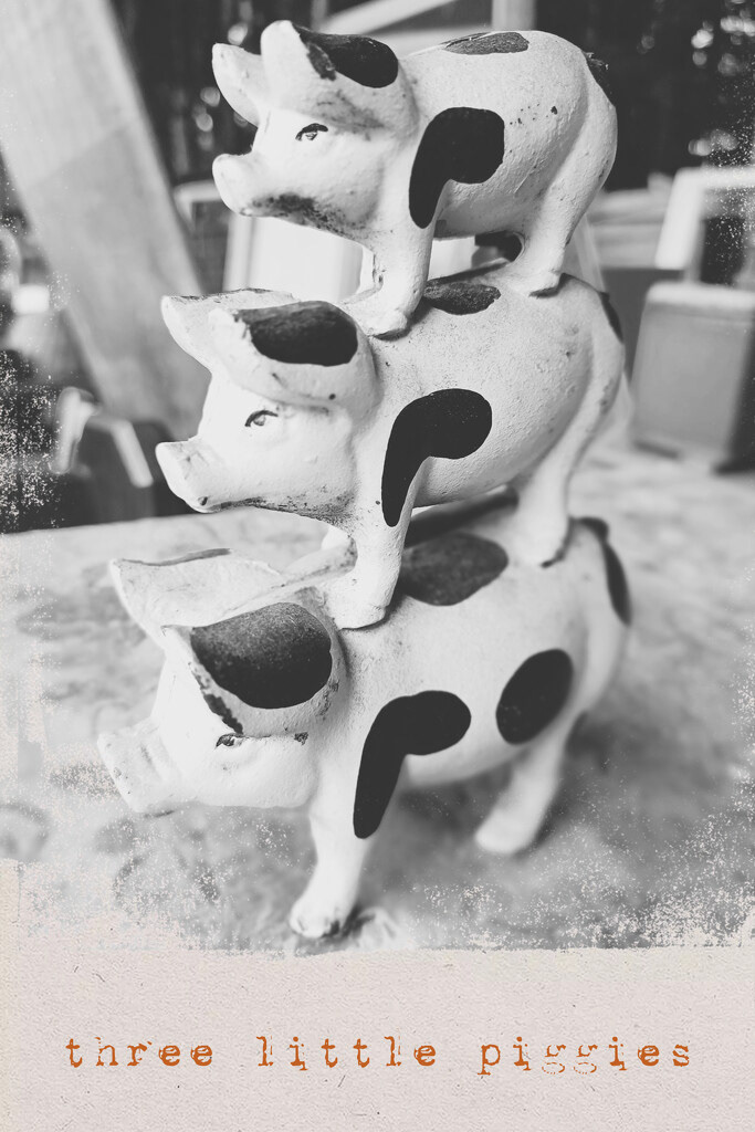 11 Feb 2023: three little piggies