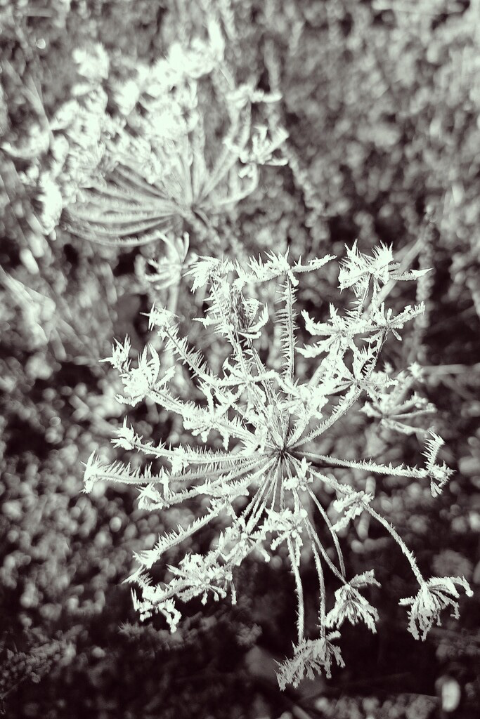 08 Feb 2023: Frosty