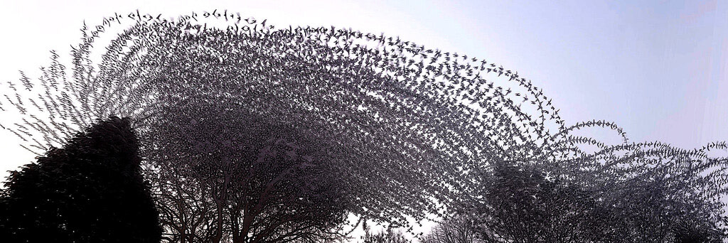 24 Jan 2023: A Swirl of Starlings