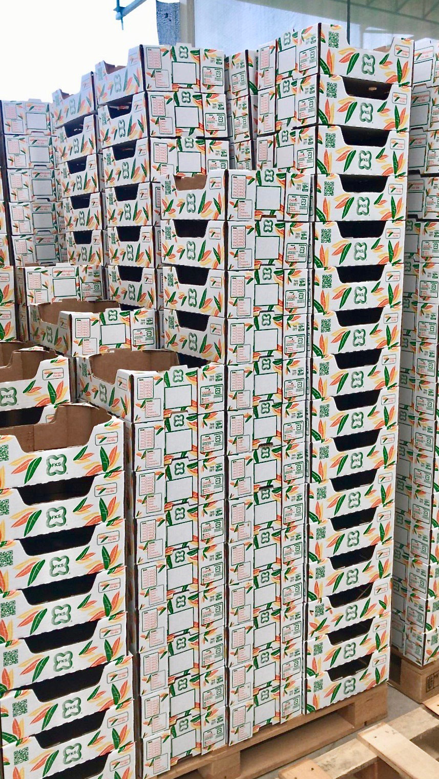 FINAL BOXES PRINTED