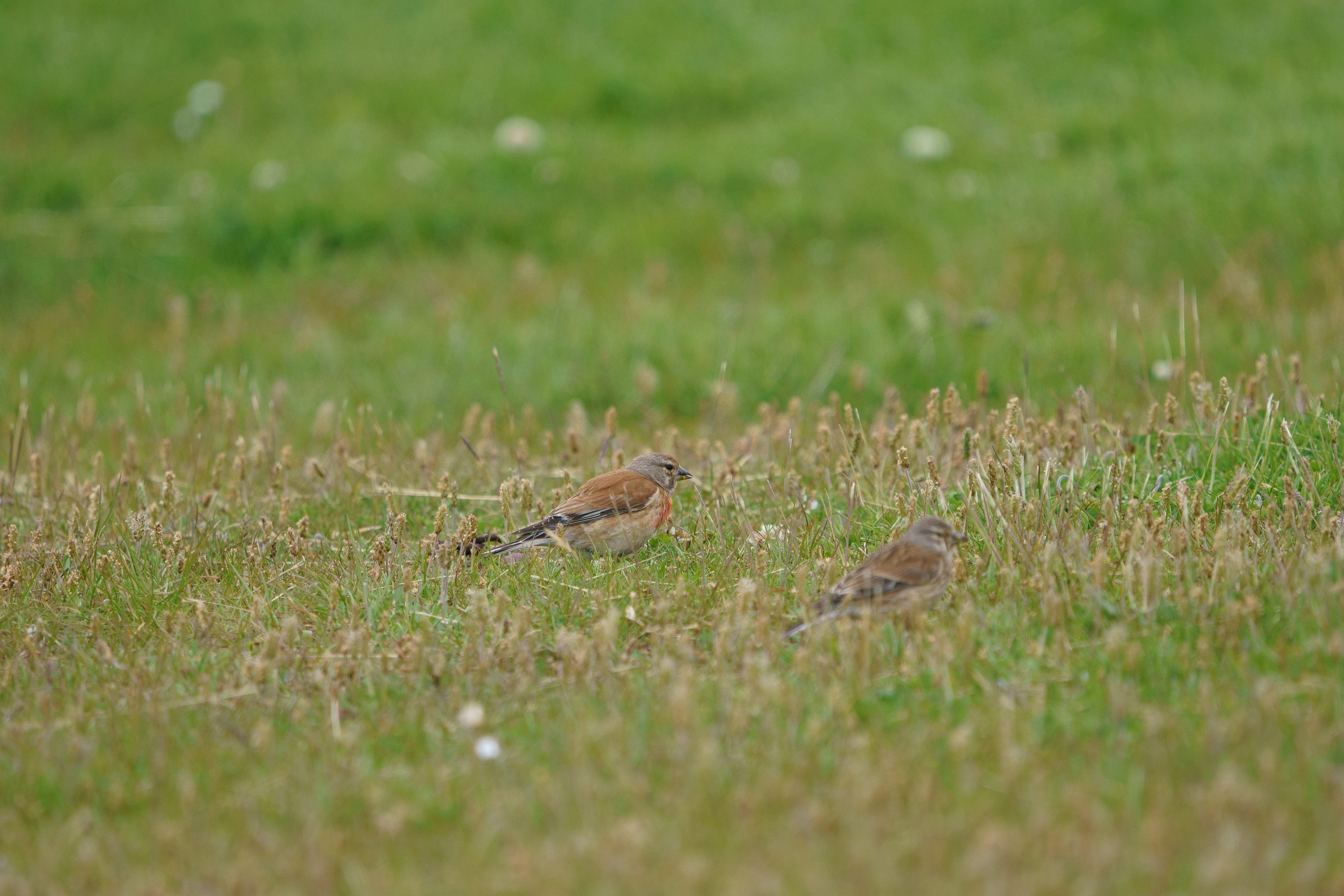 A pair of Common Linnets
