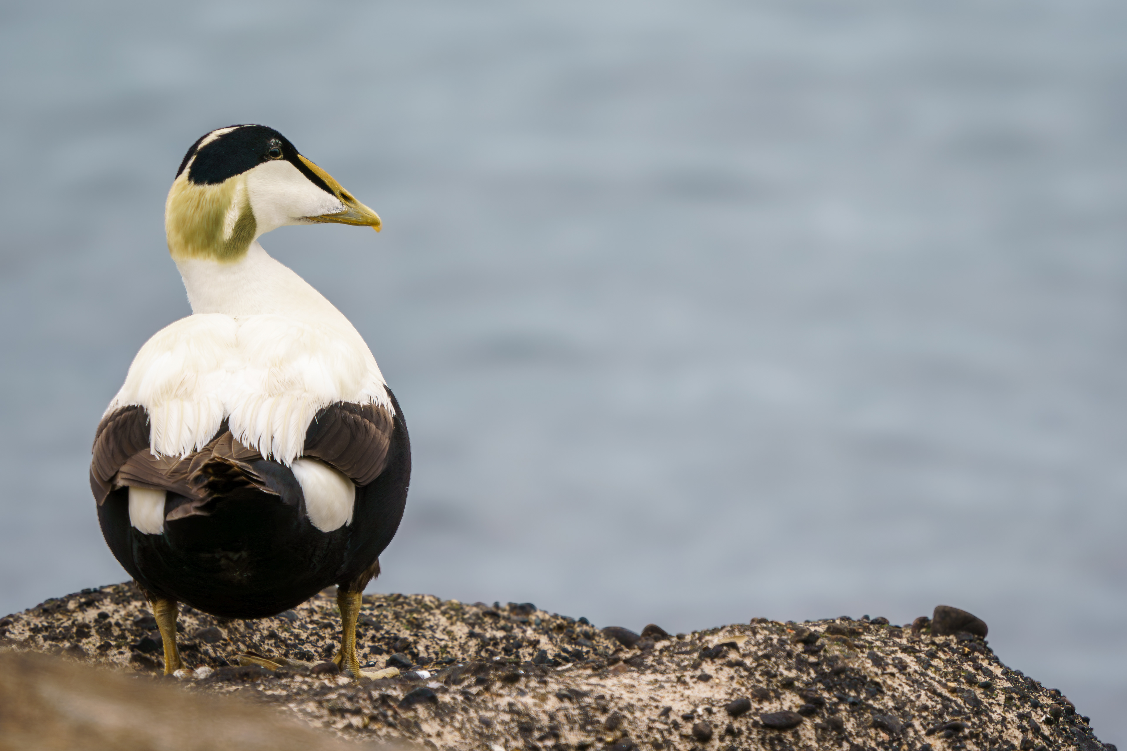 Common Eider (male)