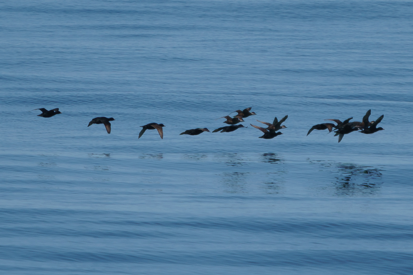 Black Scoter