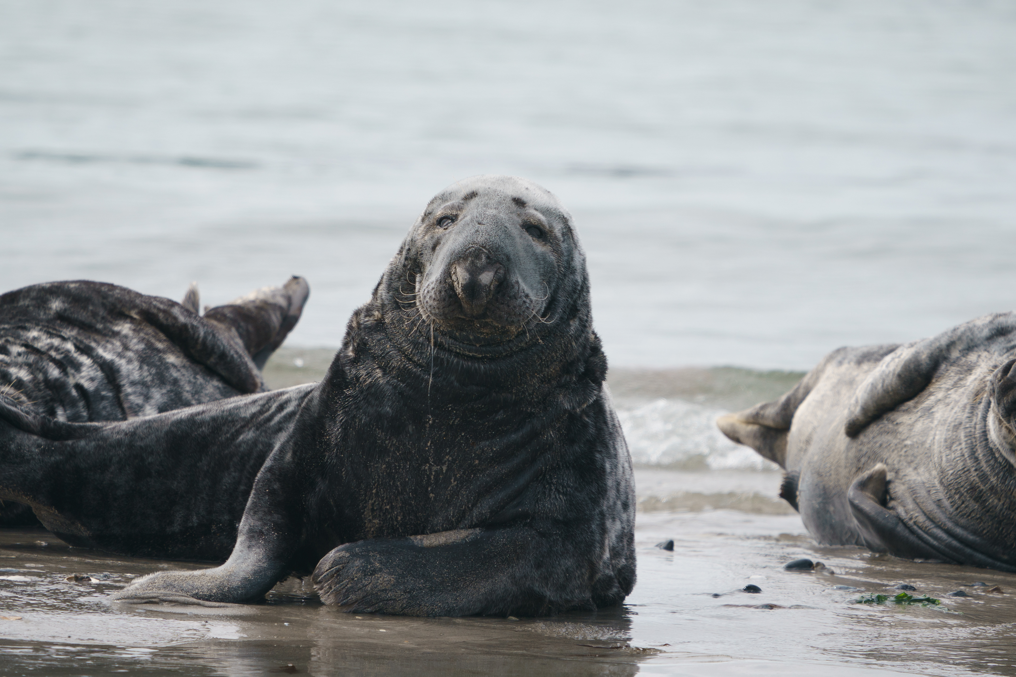 Grey Seal