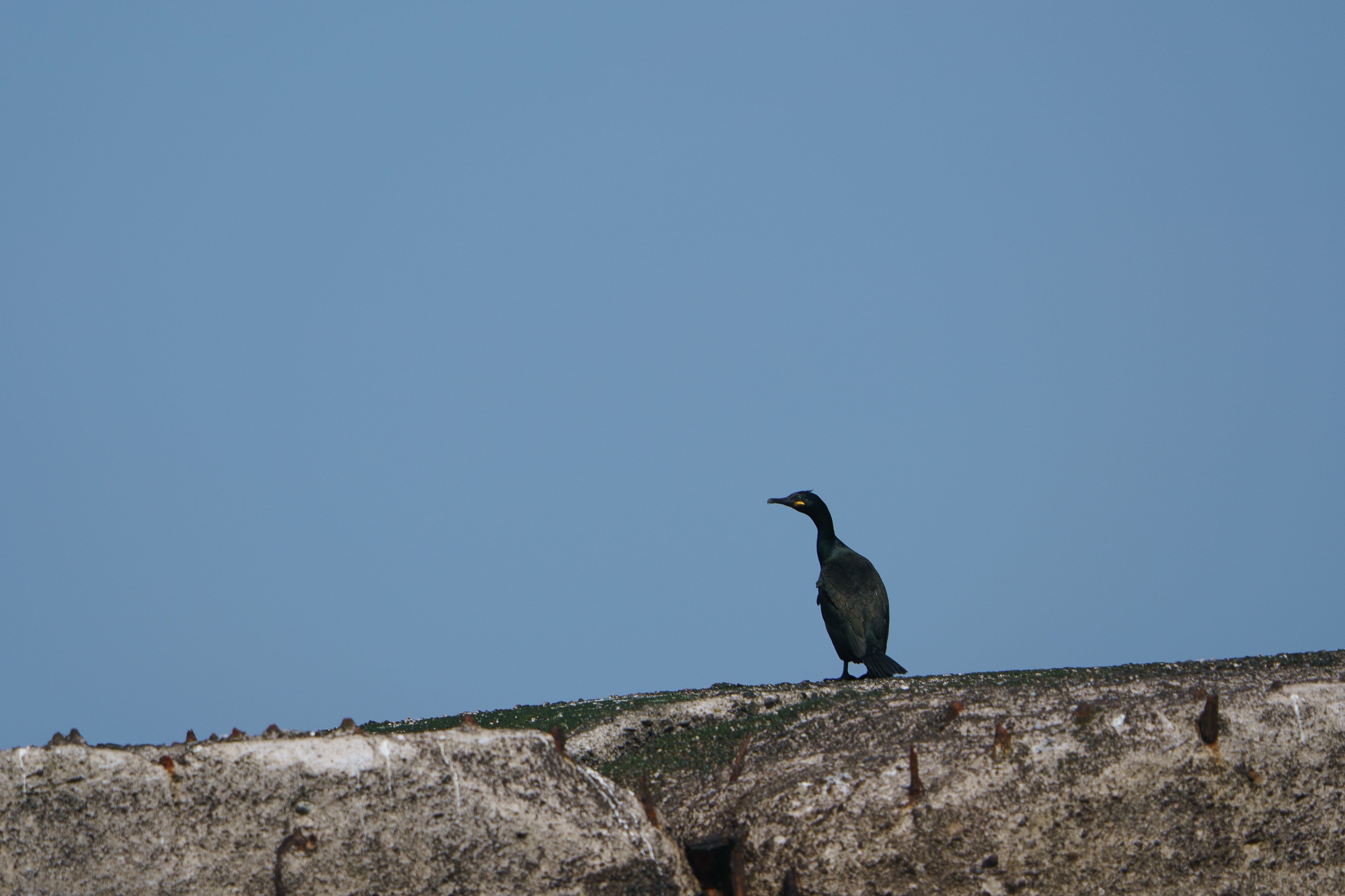 European Shag