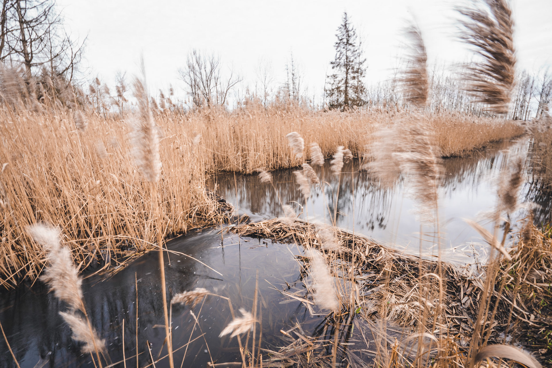 De beverdam in de lokale Leibeek