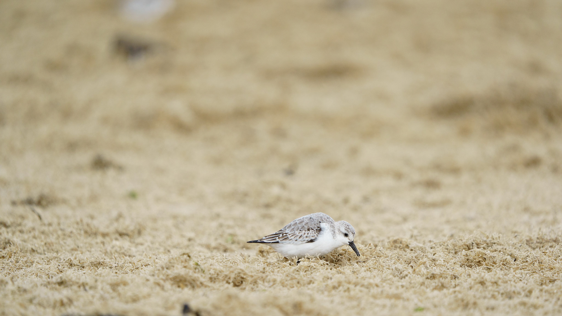 Drieteenstrandloper