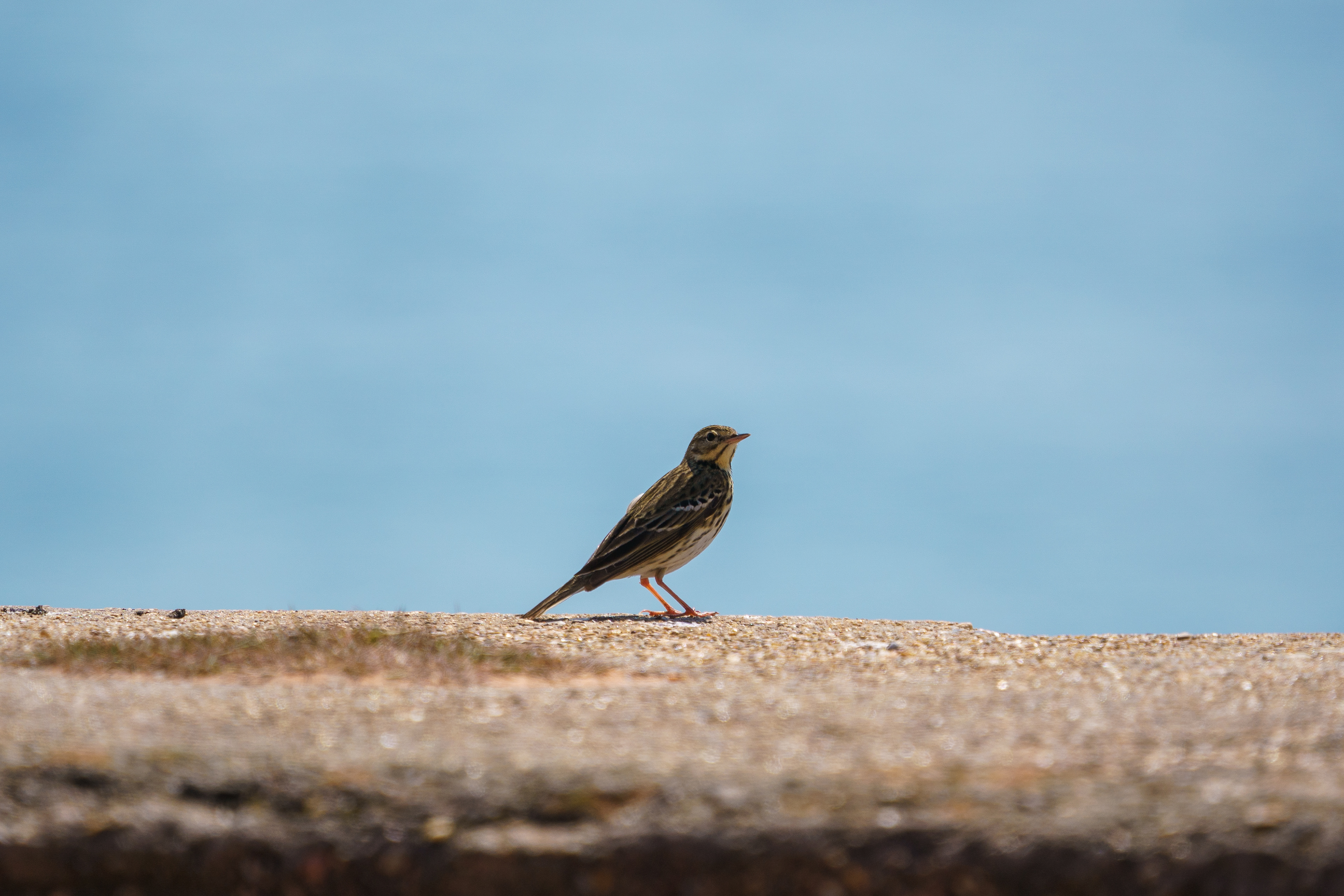 Meadow Pipit