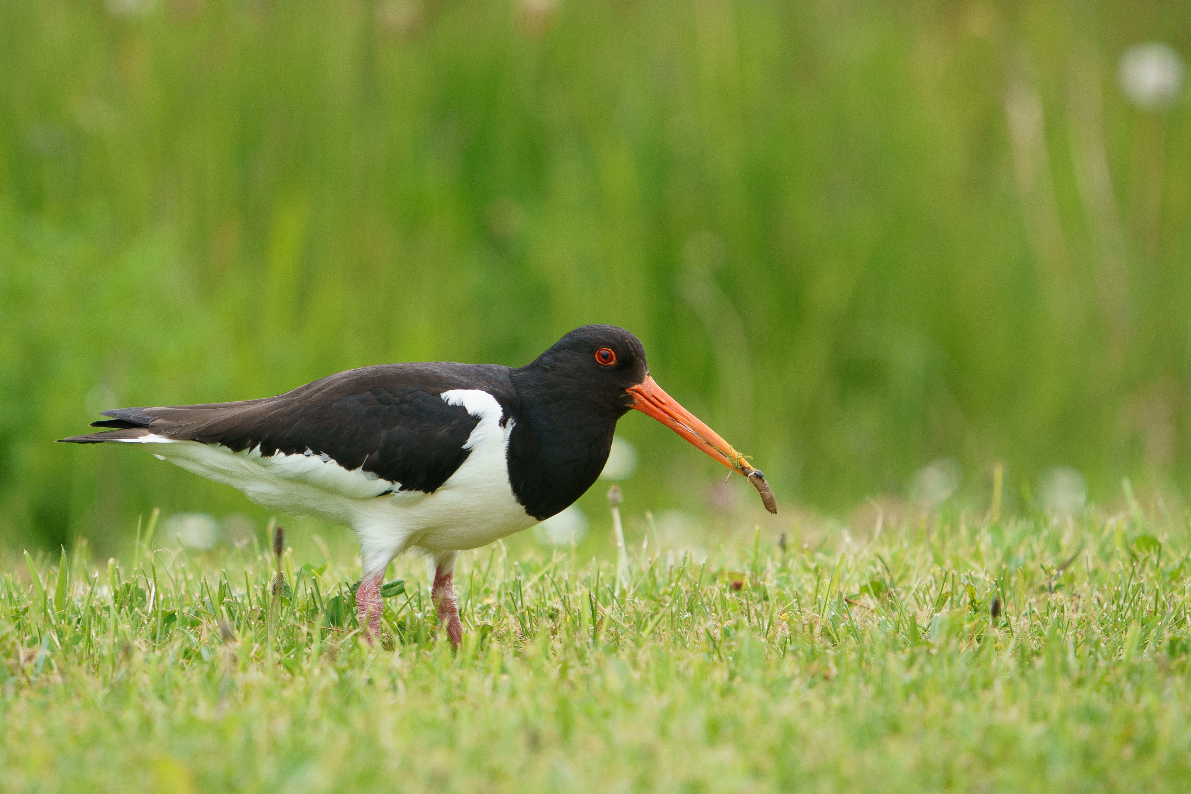 Eurasian Oystercatcher